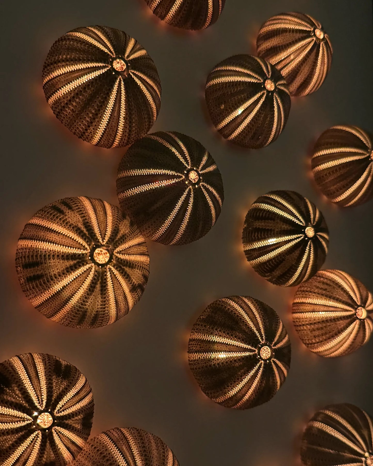 LUMINOUS NO.2 | Light / Wall Decoration, 1 of 1 | Shellman | Amsterdam | Natural art from sea and beach
