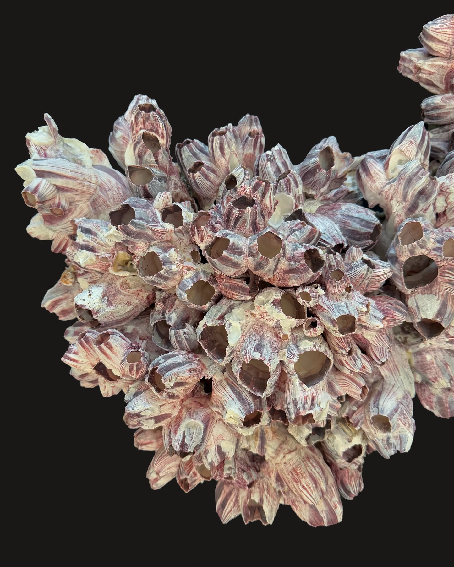 Barnacle 2