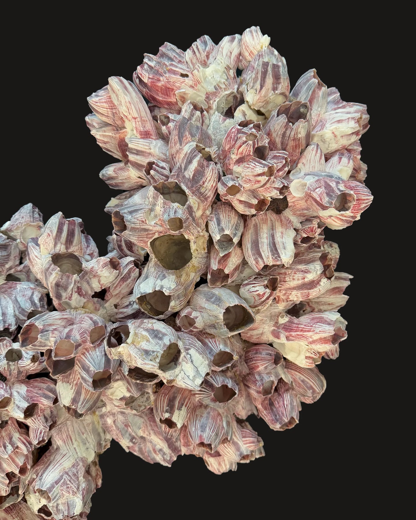 Barnacle 2