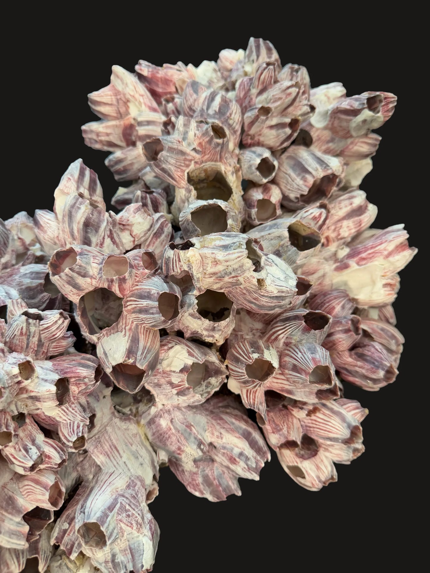 Barnacle 2