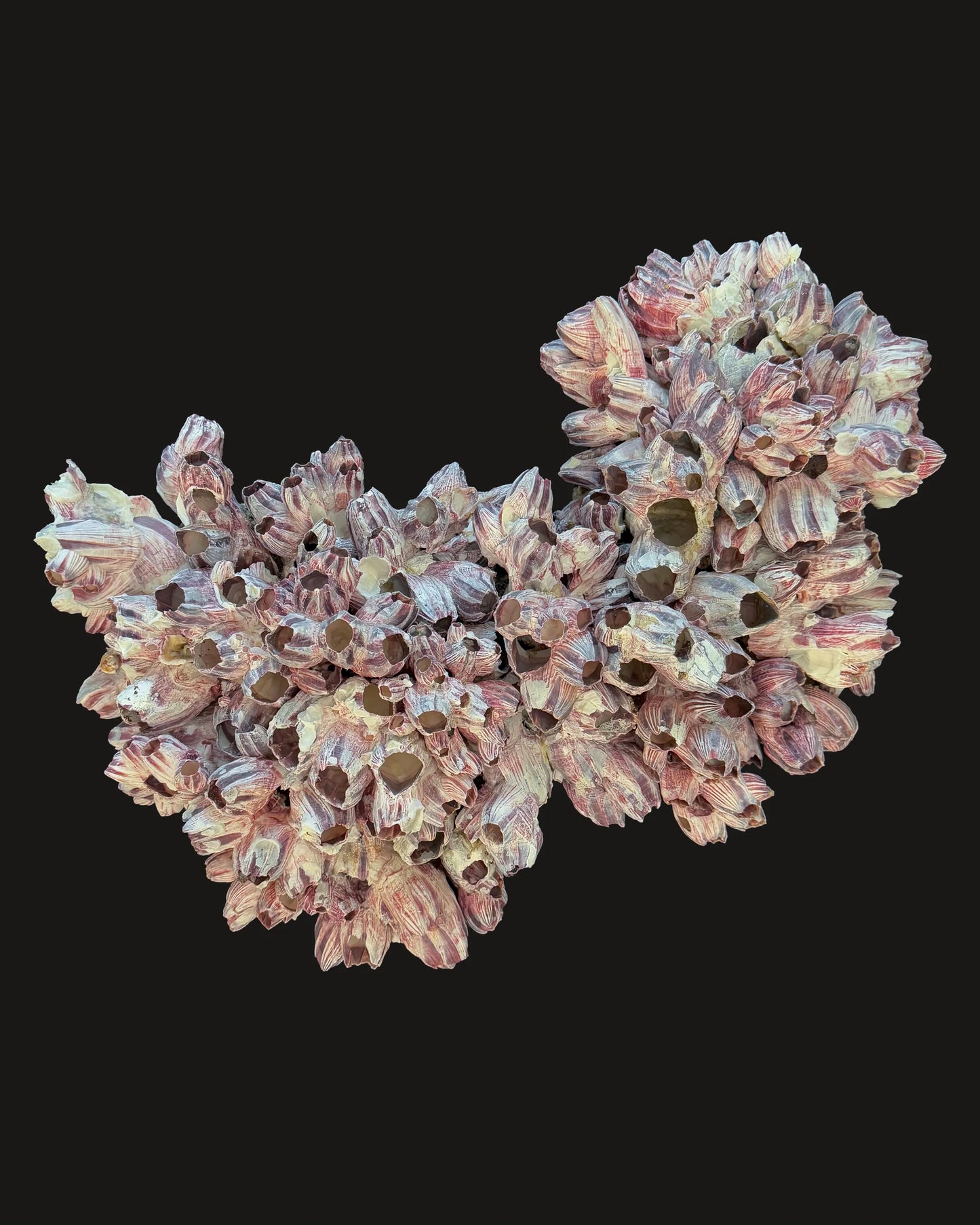 Barnacle 2