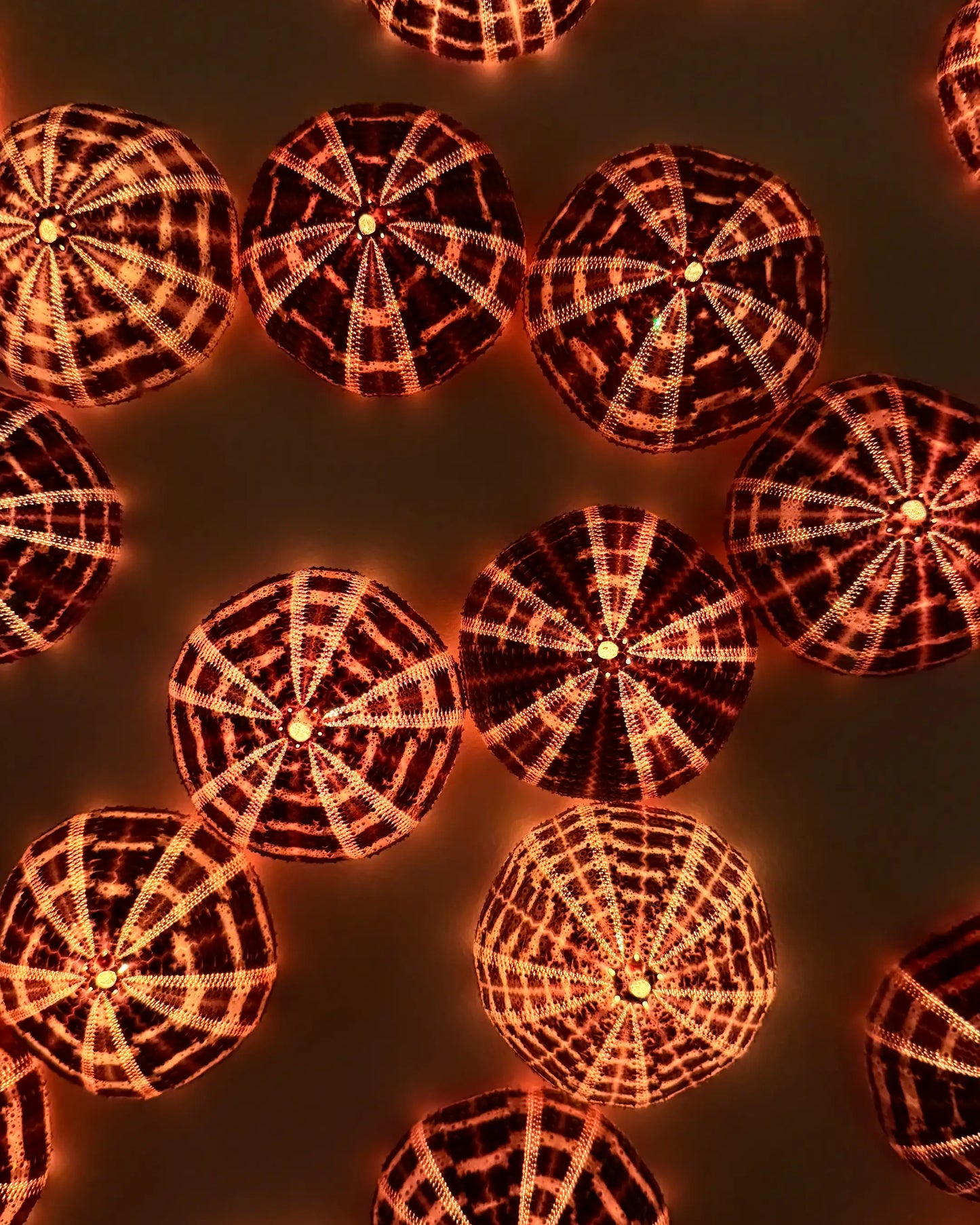 Luminous No. 1