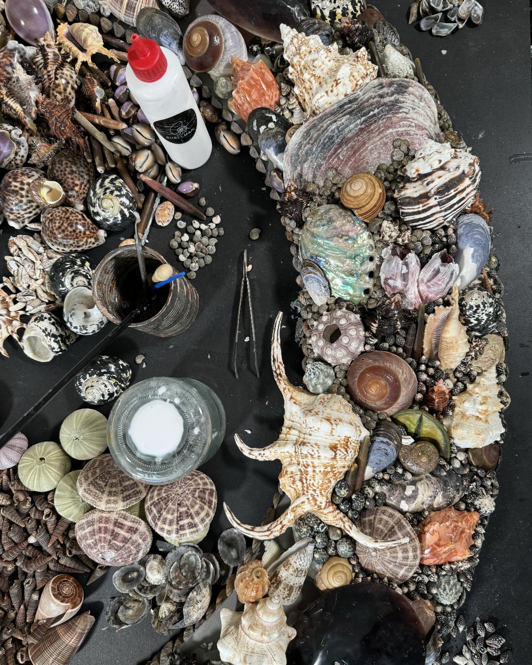 Sea shell glue