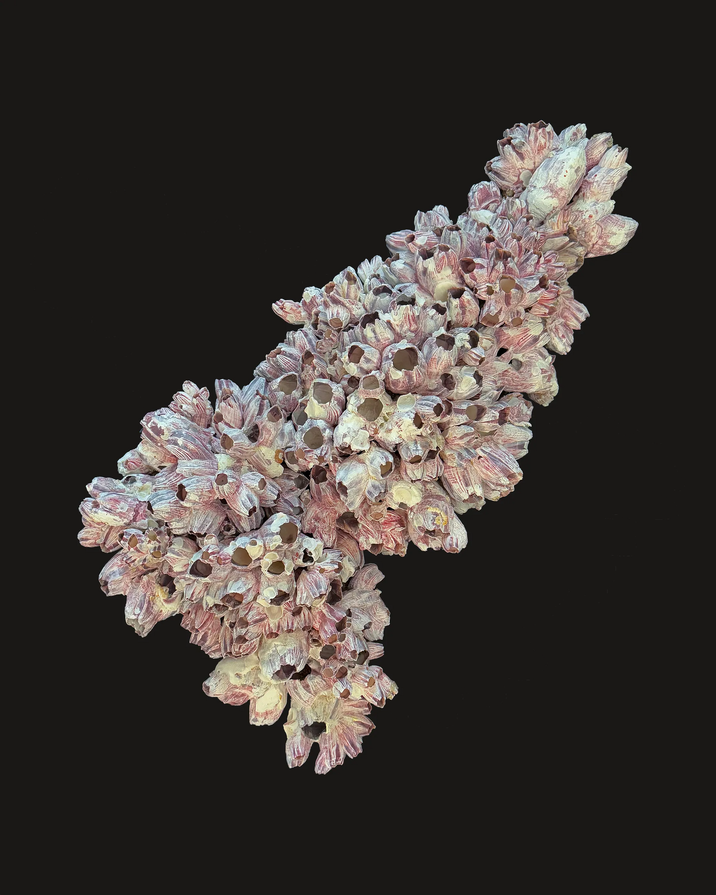 Barnacle 1
