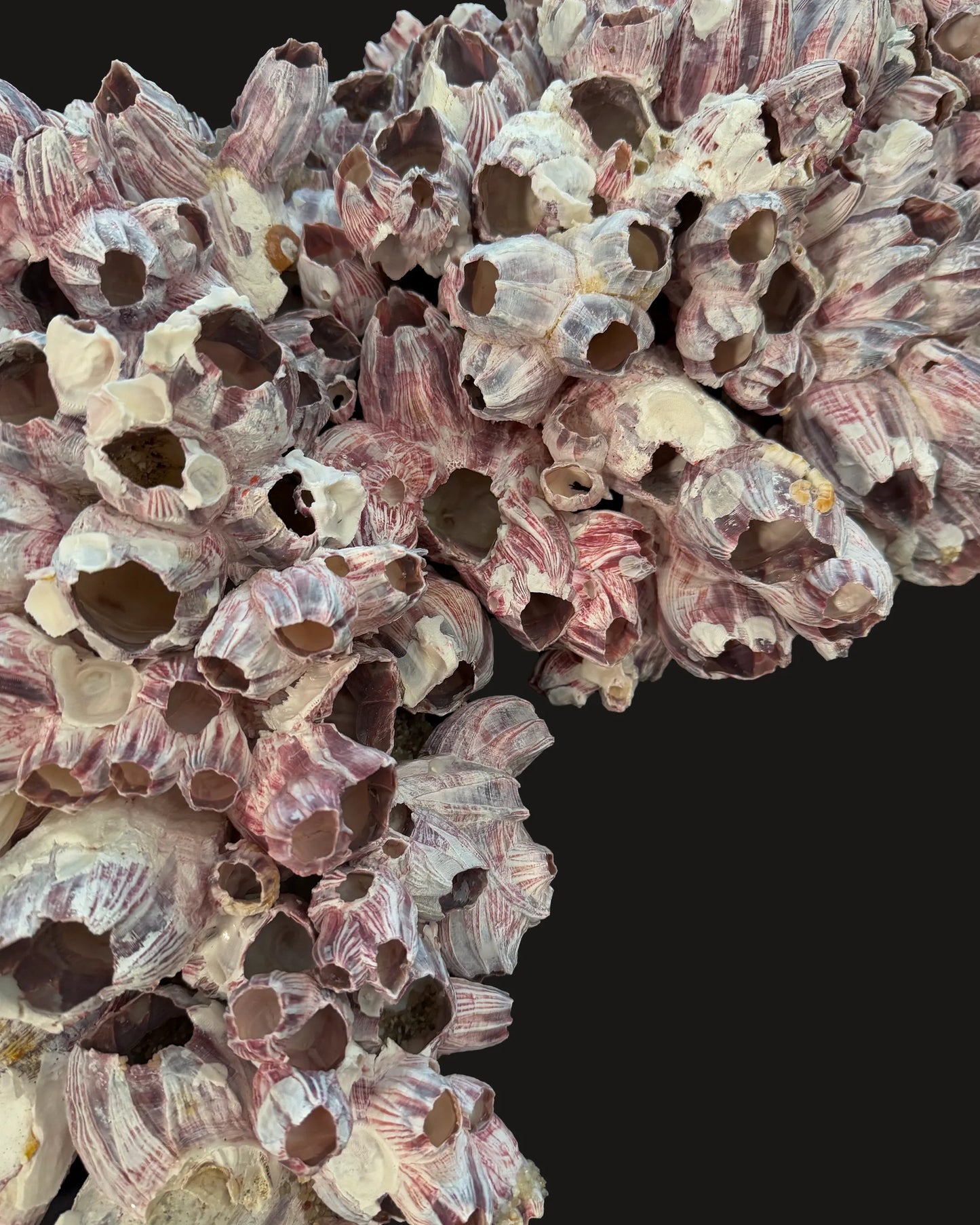 Barnacle 1