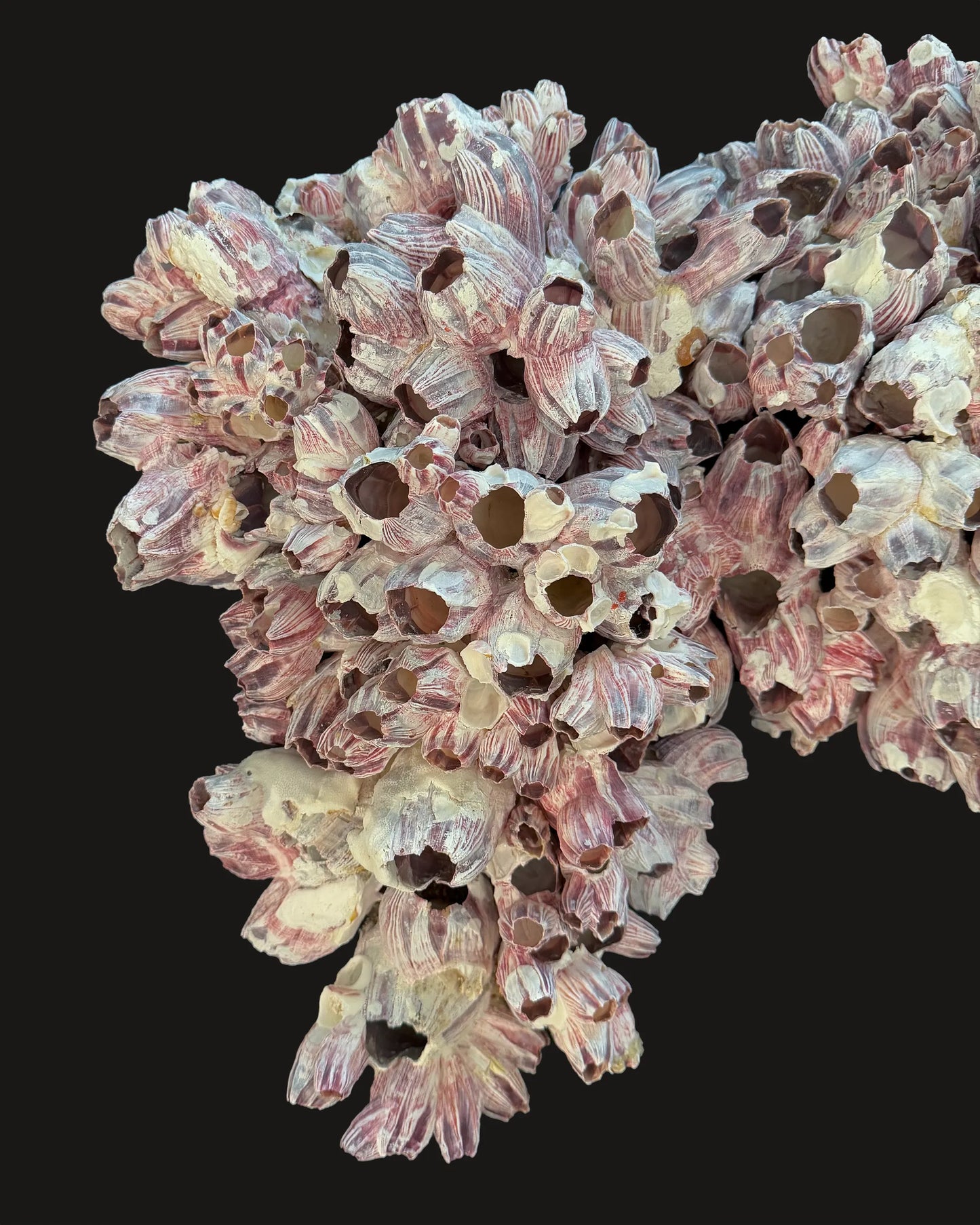 Barnacle 1