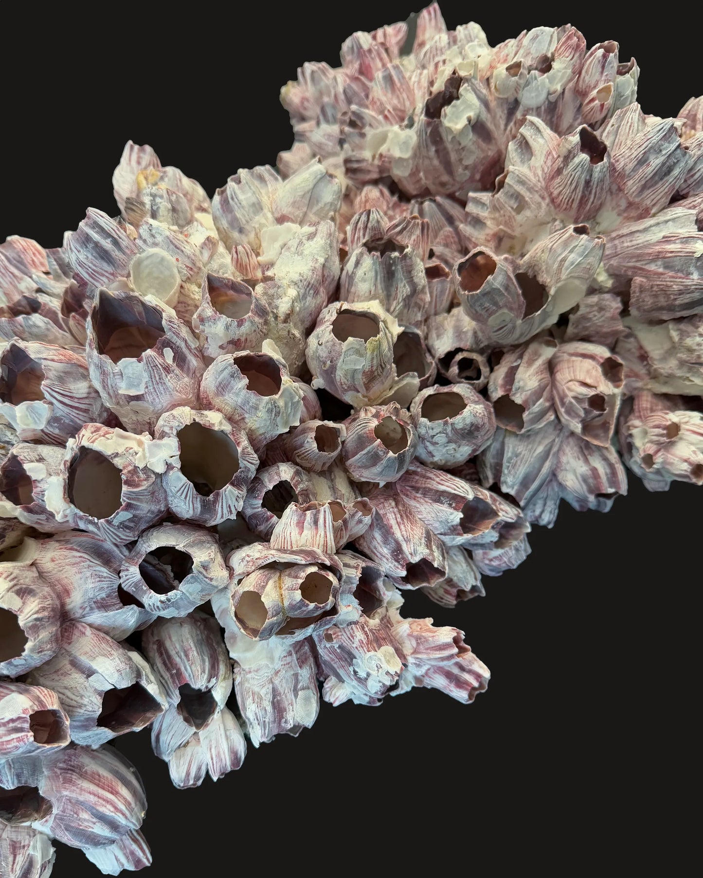 Barnacle 1
