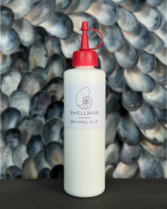 Sea shell glue