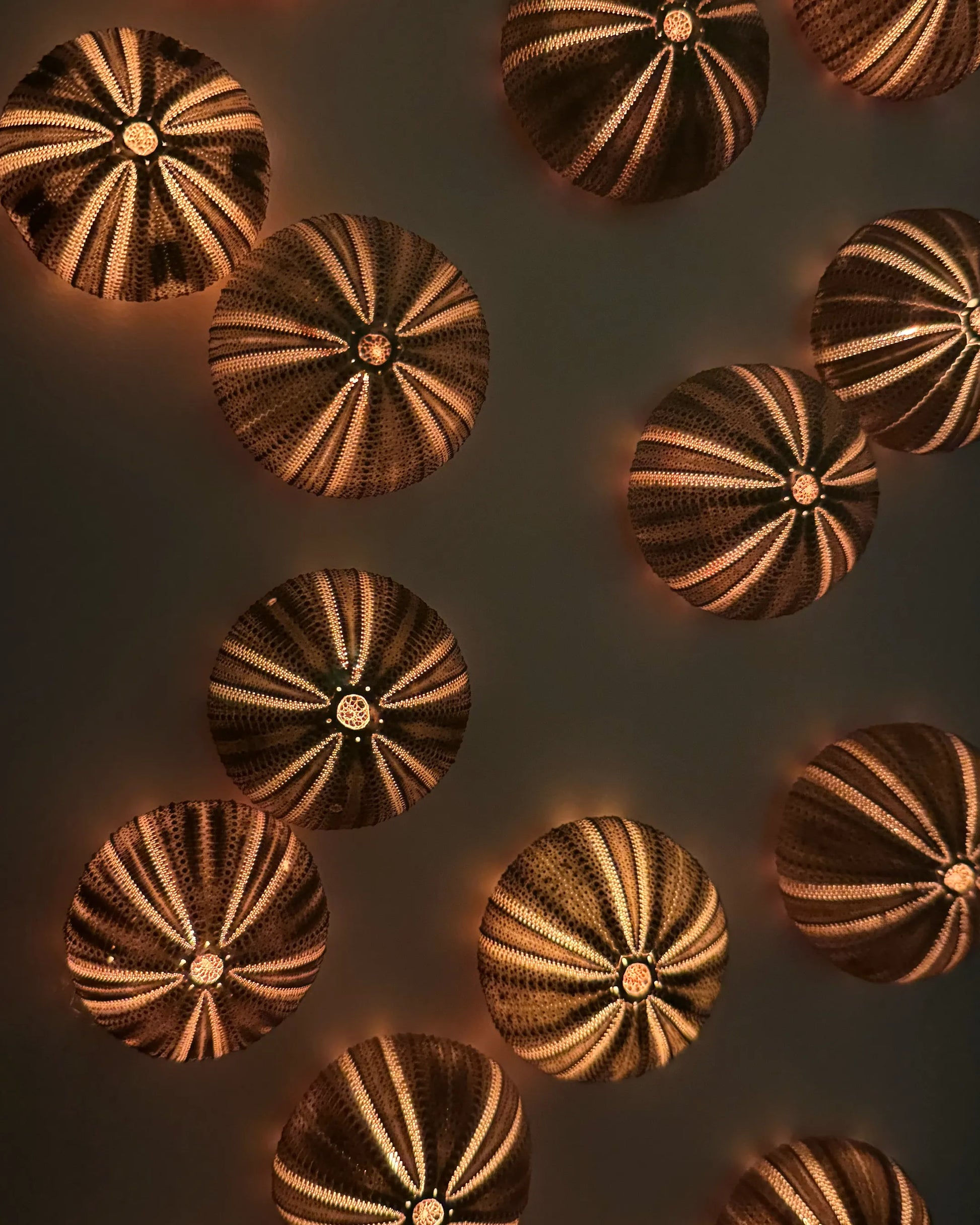 LUMINOUS NO.2 | Light / Wall Decoration, 1 of 1 | Shellman | Amsterdam | Natural art from sea and beach