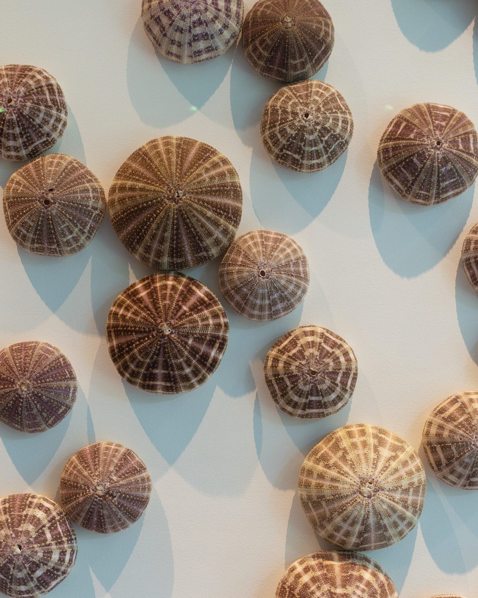 AS ABOVE SO BELOW | Wall decoration, 1 of 1 | Shellman | Amsterdam | Natural art from sea and beach