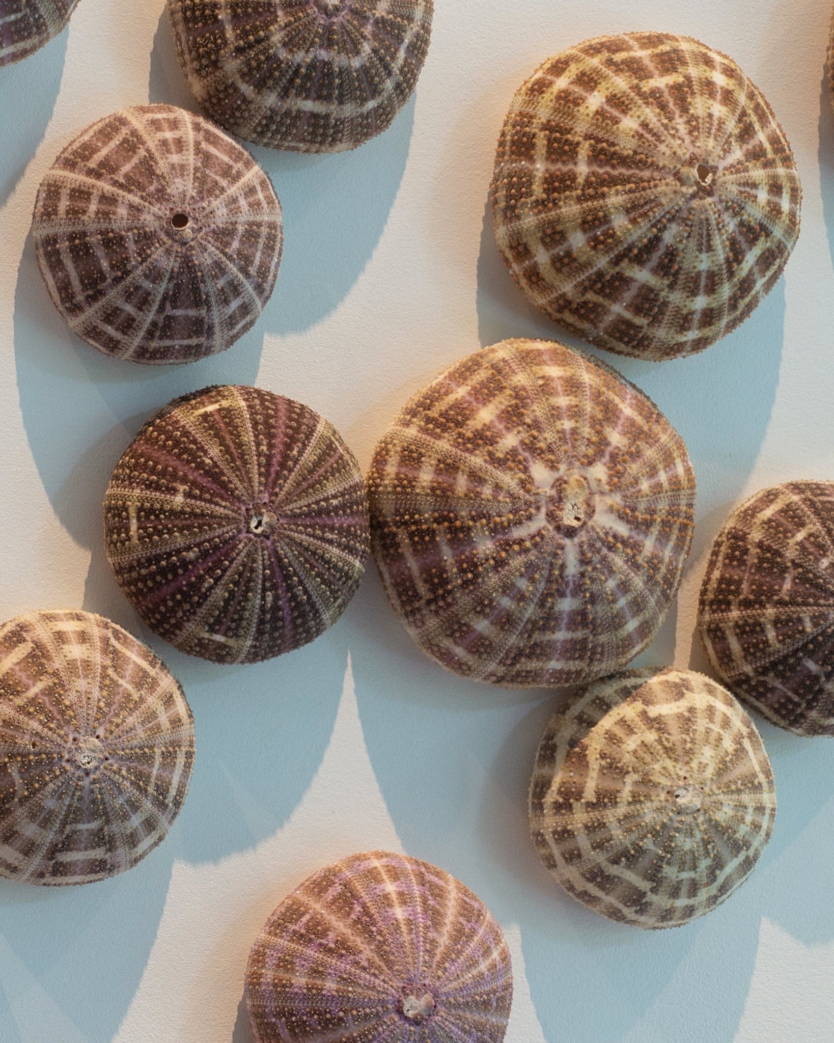 AS ABOVE SO BELOW | Wall decoration, 1 of 1 | Shellman | Amsterdam | Natural art from sea and beach
