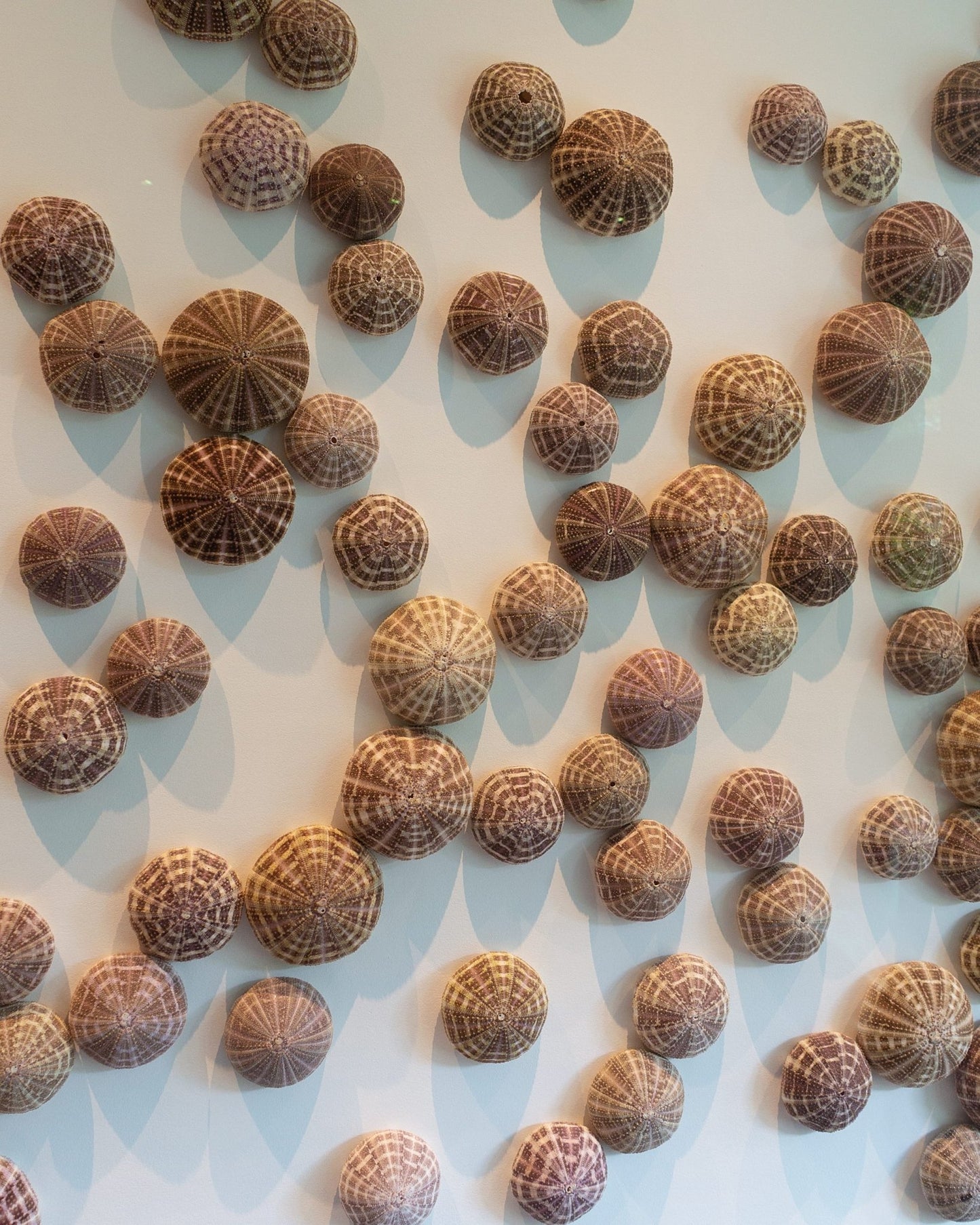 AS ABOVE SO BELOW | Wall decoration, 1 of 1 | Shellman | Amsterdam | Natural art from sea and beach