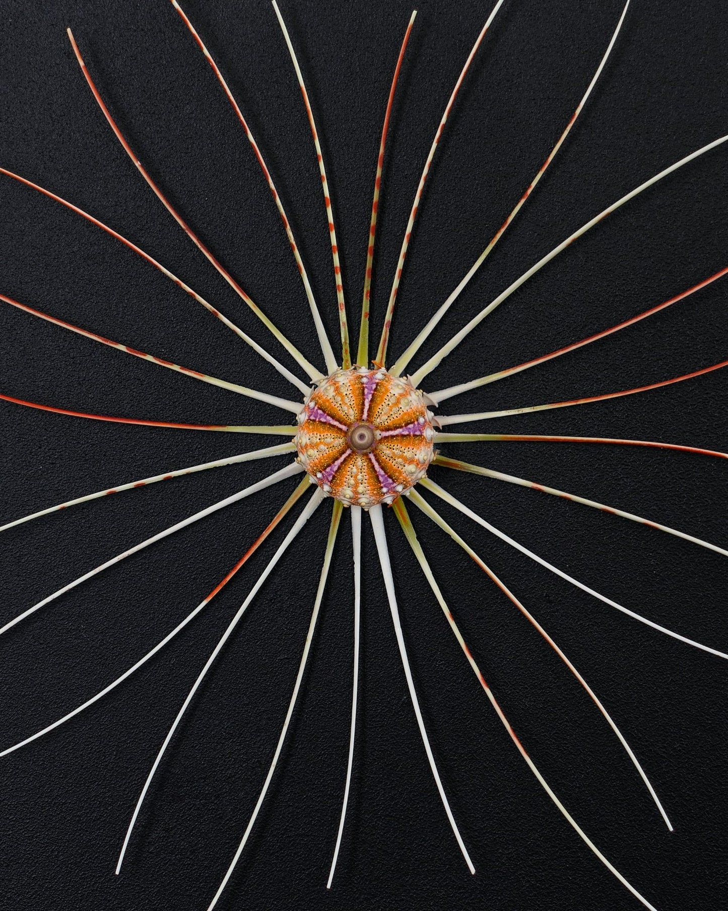 BIG BANG | Sea urchins, 1 of 1 | Shellman | Amsterdam | Natural art from sea and beach