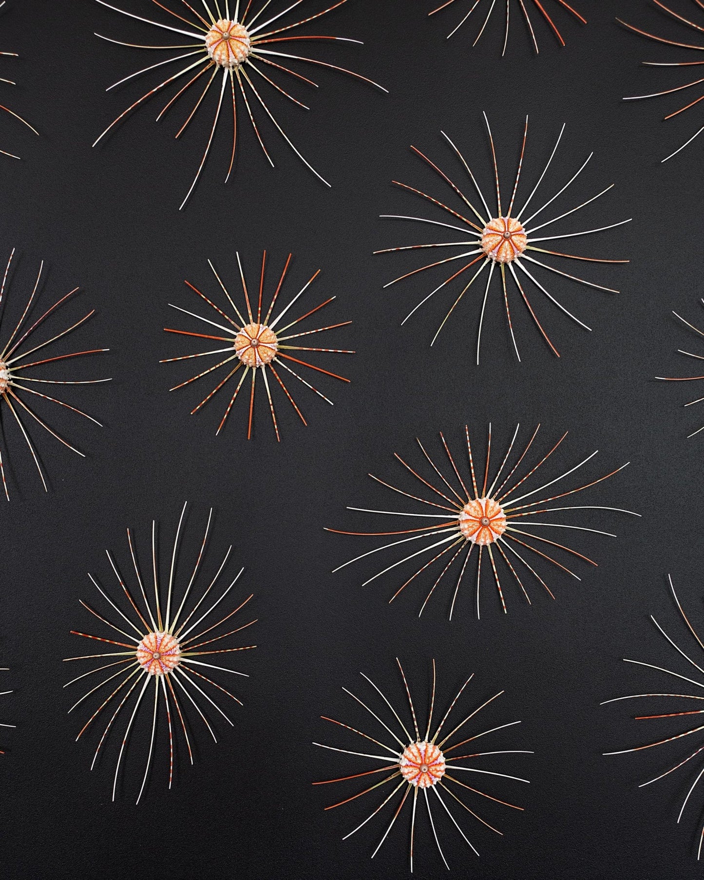 BIG BANG | Sea urchins, 1 of 1 | Shellman | Amsterdam | Natural art from sea and beach