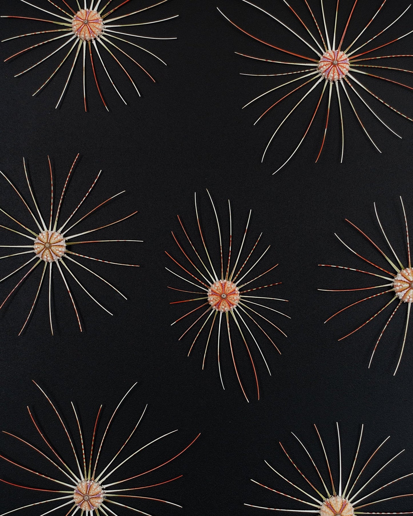 BIG BANG | Sea urchins, 1 of 1 | Shellman | Amsterdam | Natural art from sea and beach