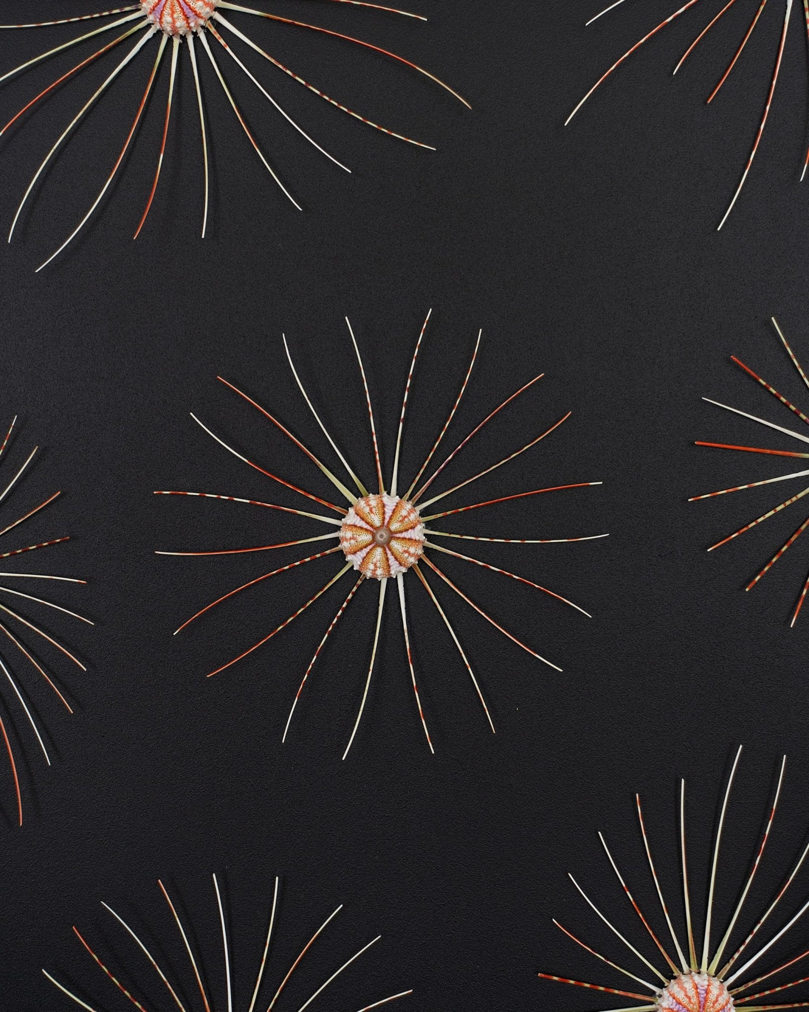 BIG BANG | Sea urchins, 1 of 1 | Shellman | Amsterdam | Natural art from sea and beach