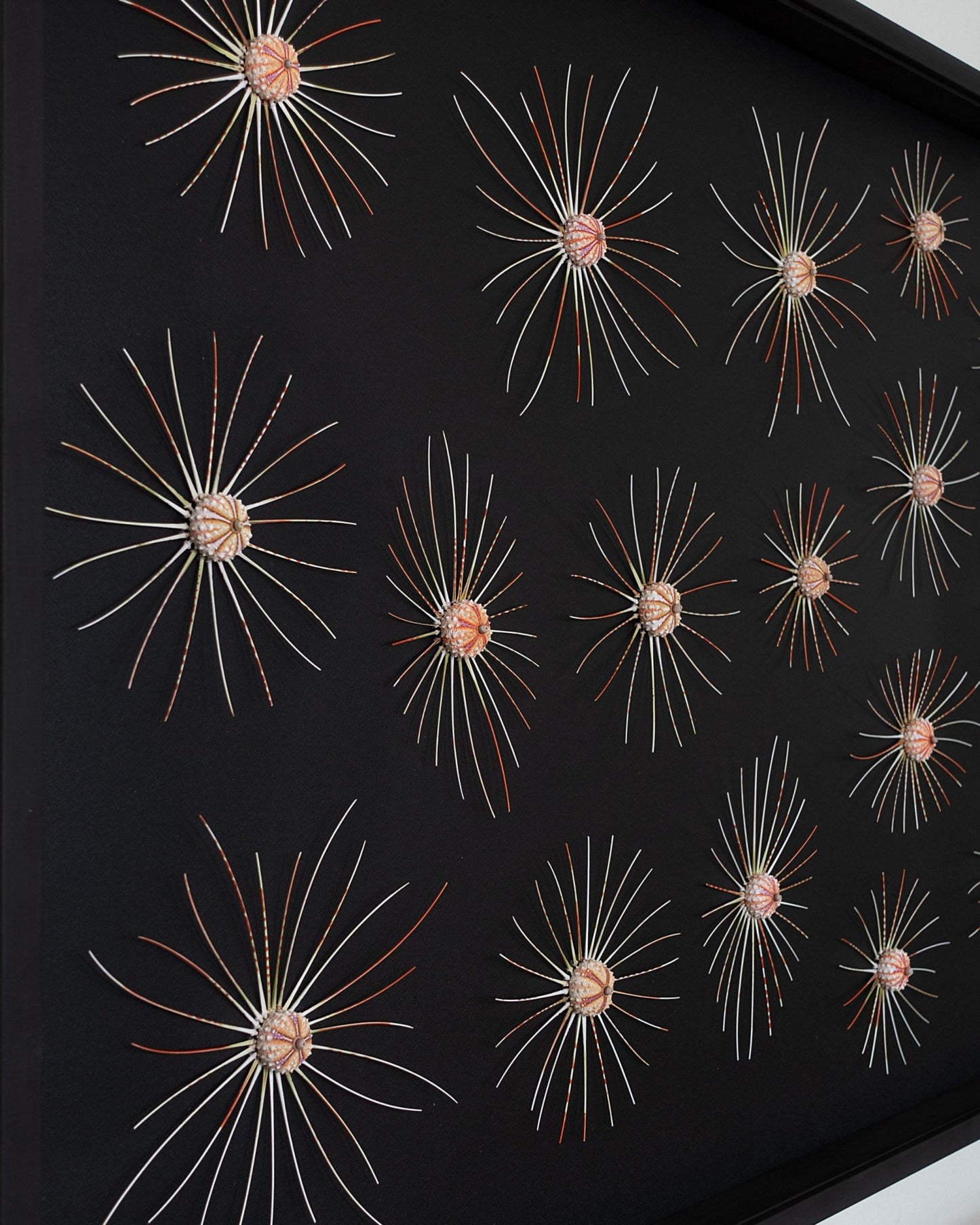 BIG BANG | Sea urchins, 1 of 1 | Shellman | Amsterdam | Natural art from sea and beach