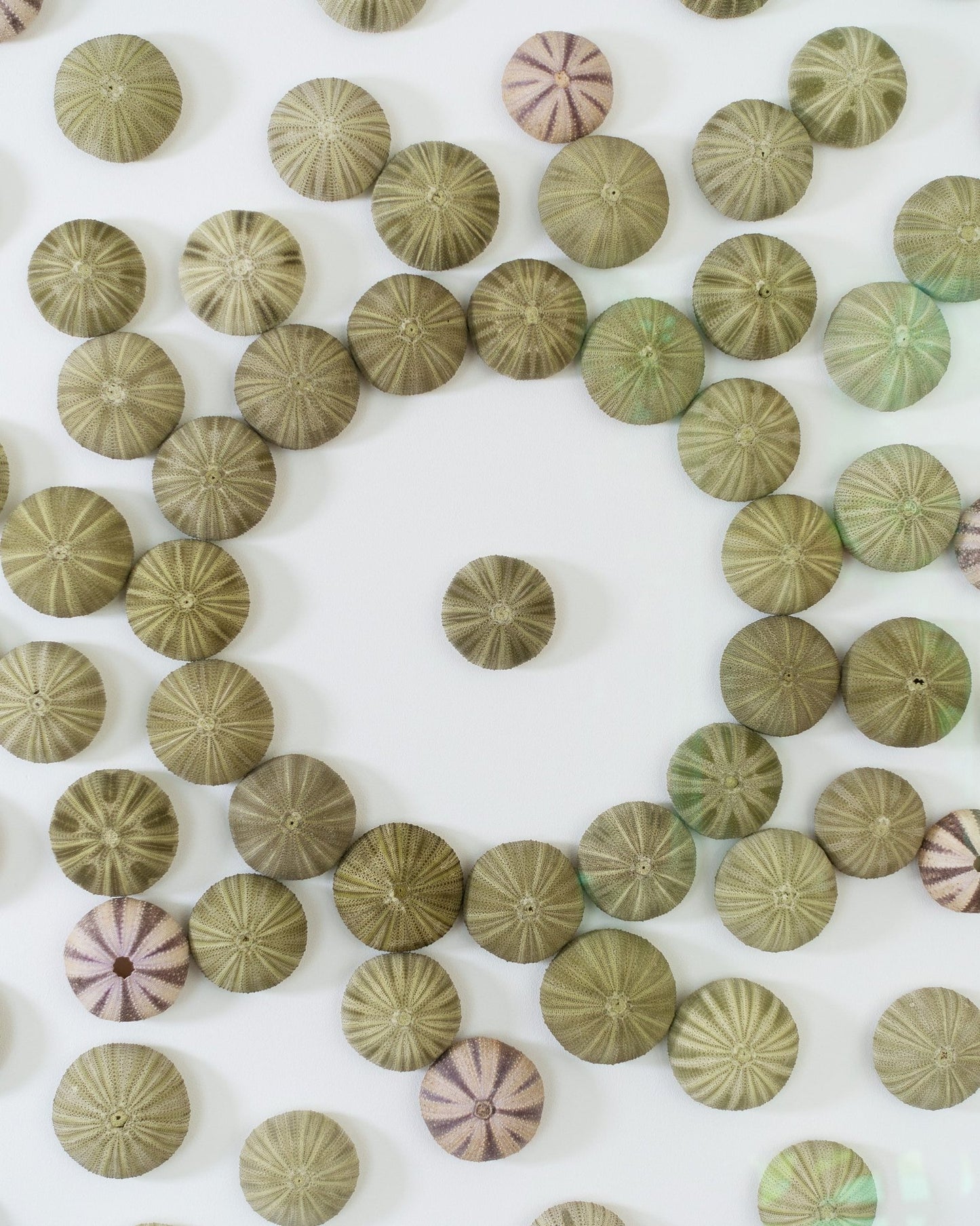 CENTER STAGE | Wall decoration, 1 of 1 | Shellman | Amsterdam | Natural art from sea and beach