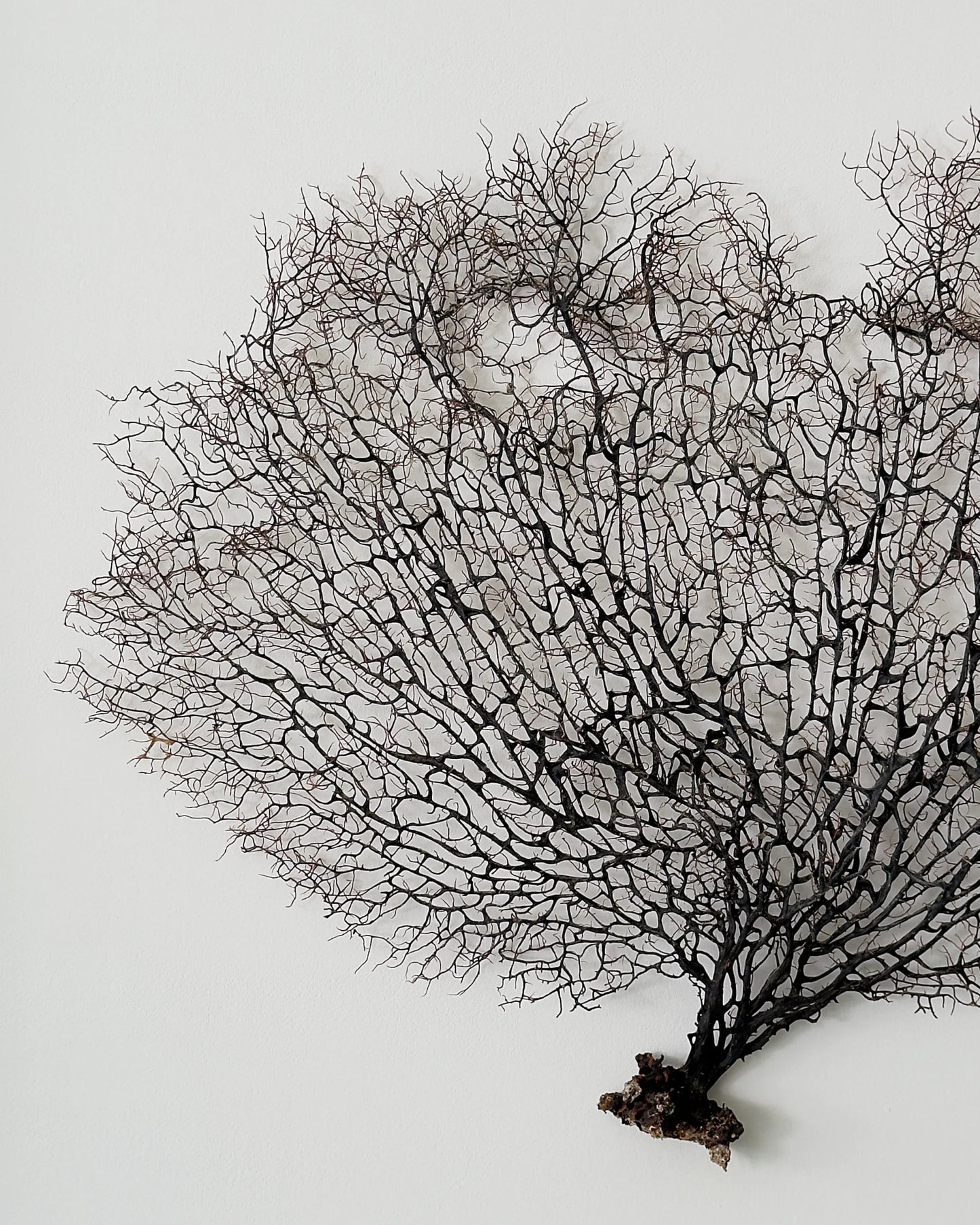 FAN OF SHELLMAN | Wall decoration, 1 of 1 | Shellman | Amsterdam | Natural art from sea and beach