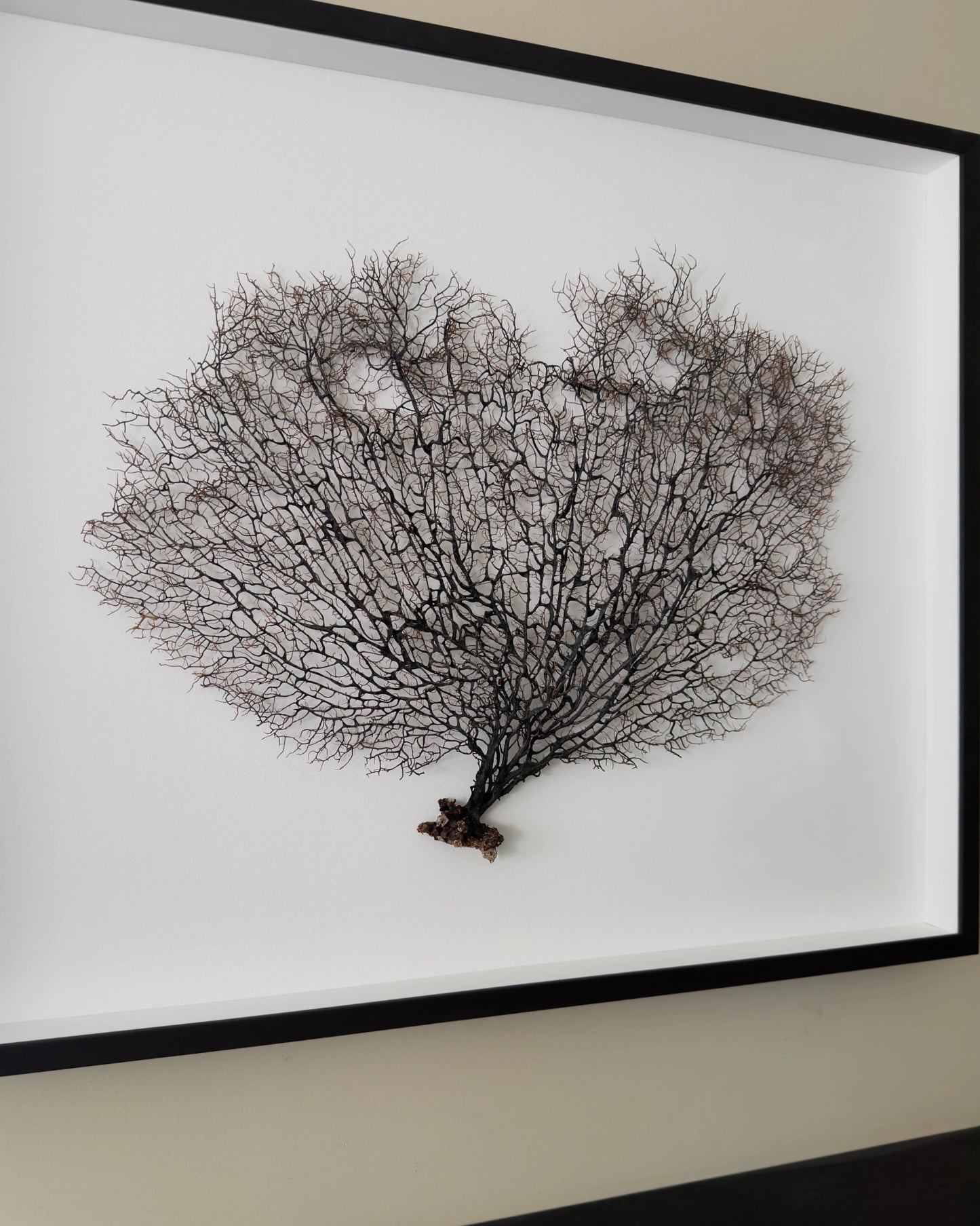 FAN OF SHELLMAN | Wall decoration, 1 of 1 | Shellman | Amsterdam | Natural art from sea and beach
