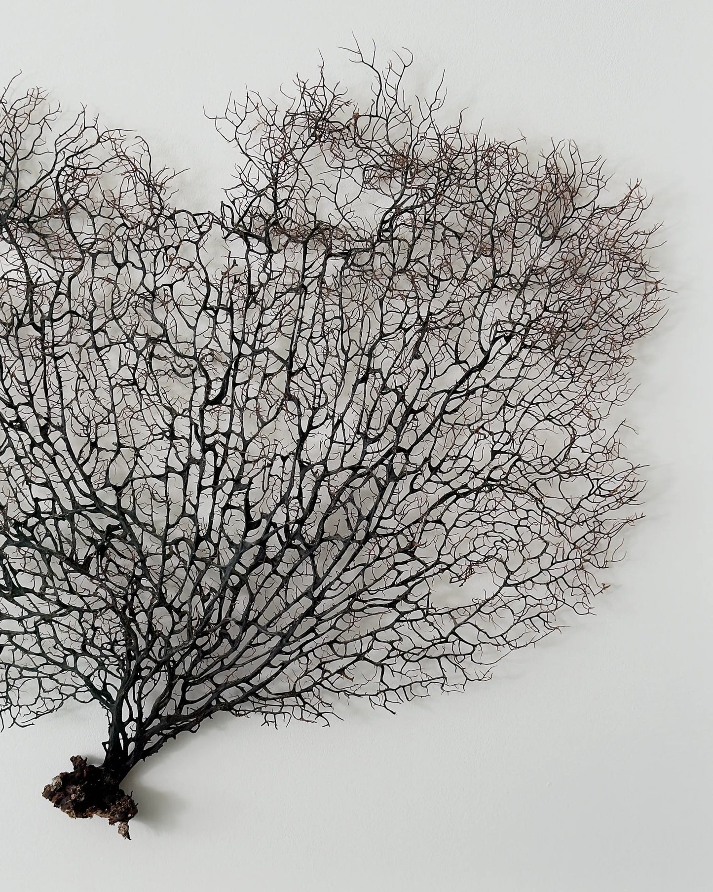 FAN OF SHELLMAN | Wall decoration, 1 of 1 | Shellman | Amsterdam | Natural art from sea and beach