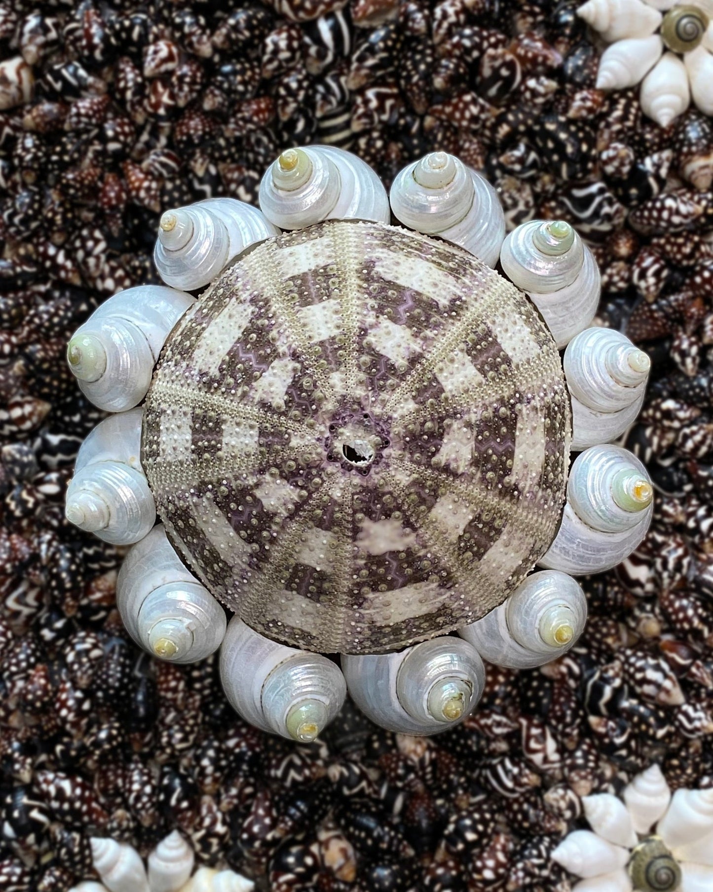 FLOWER POWER | Shell mirror, 1 of 1 | Shellman | Amsterdam | Natural art from sea and beach