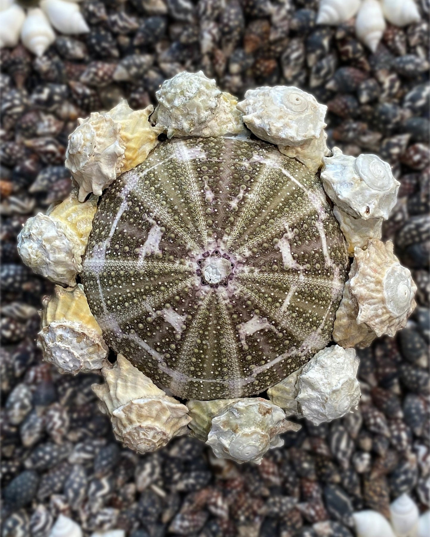 FLOWER POWER | Shell mirror, 1 of 1 | Shellman | Amsterdam | Natural art from sea and beach