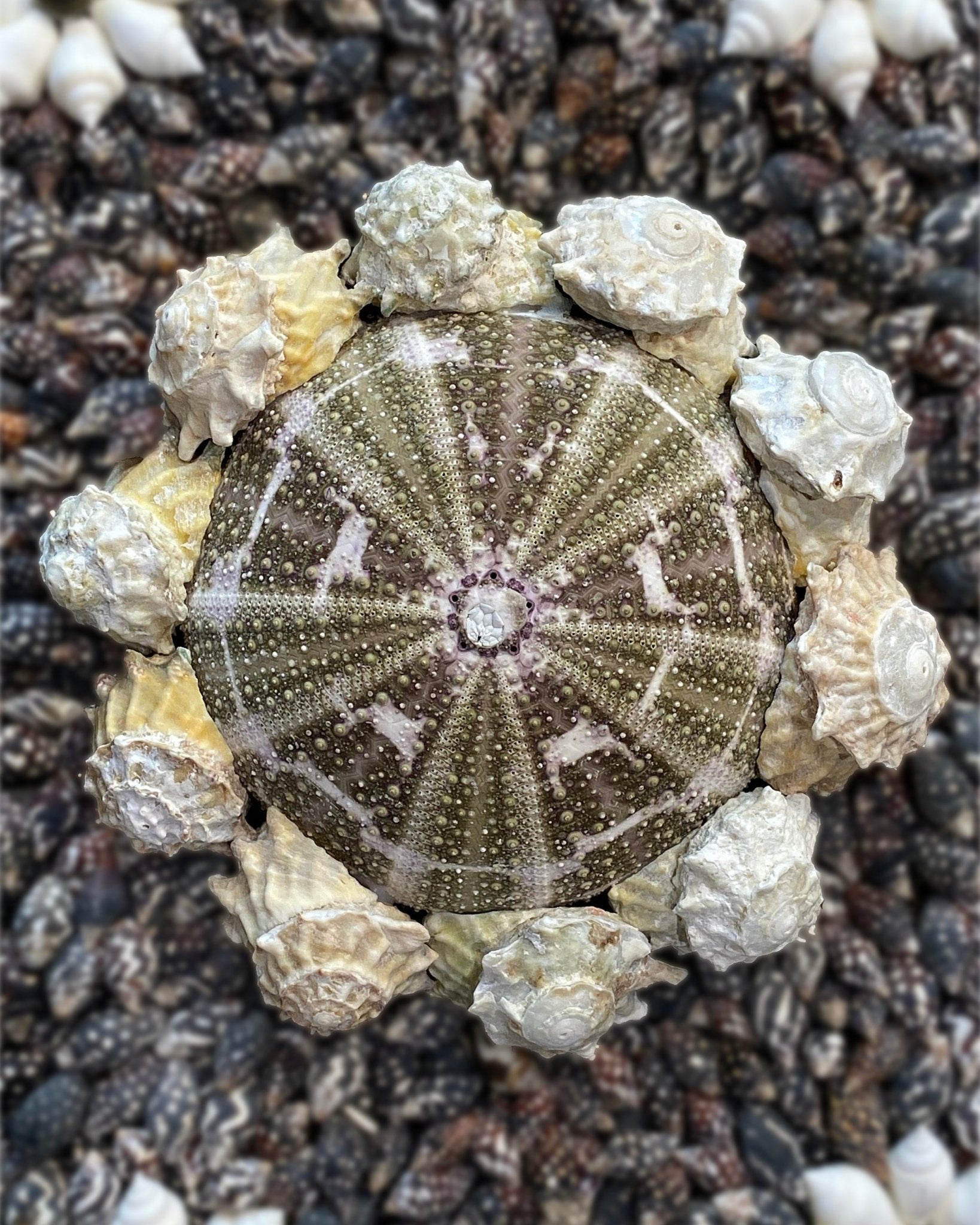 FLOWER POWER | Shell mirror, 1 of 1 | Shellman | Amsterdam | Natural art from sea and beach
