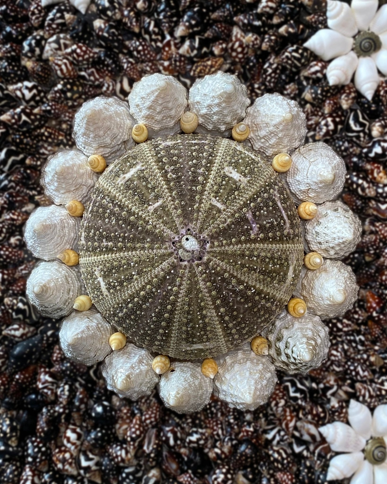 FLOWER POWER | Shell mirror, 1 of 1 | Shellman | Amsterdam | Natural art from sea and beach