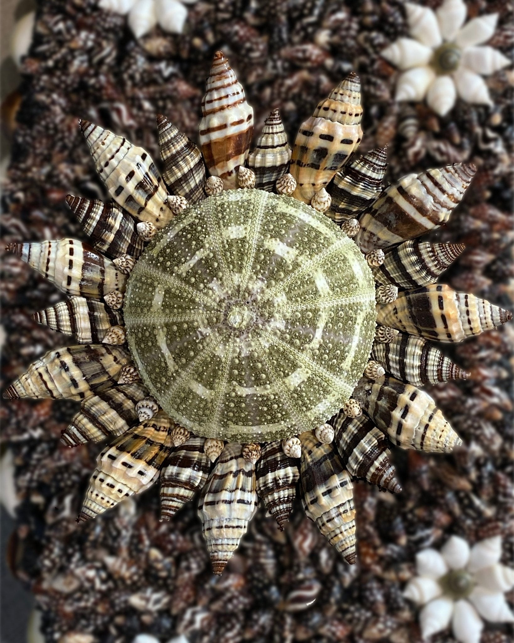 FLOWER POWER | Shell mirror, 1 of 1 | Shellman | Amsterdam | Natural art from sea and beach