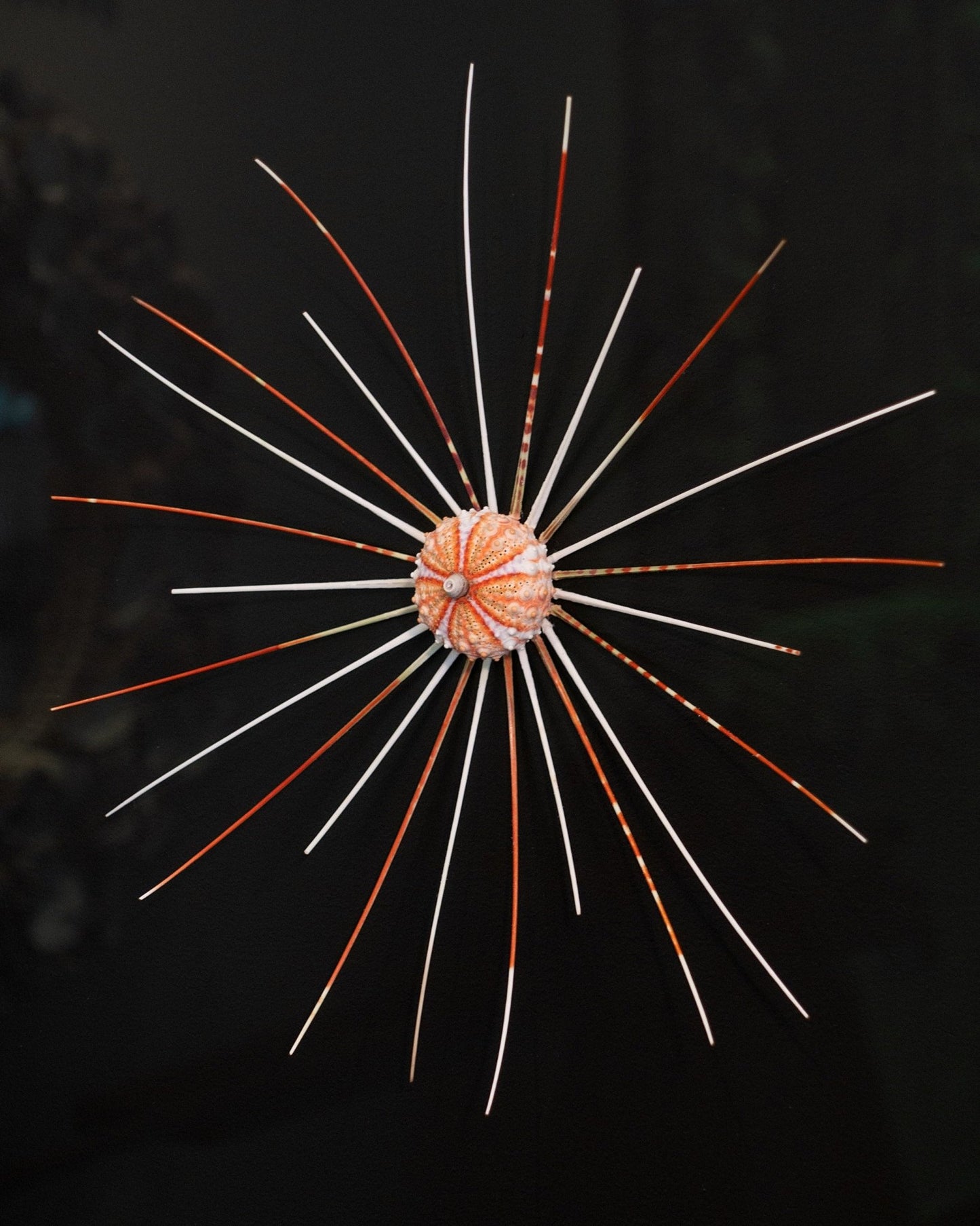 FOCUS | Light / Wall Decoration, 1 of 1 | Shellman | Amsterdam | Natural art from sea and beach