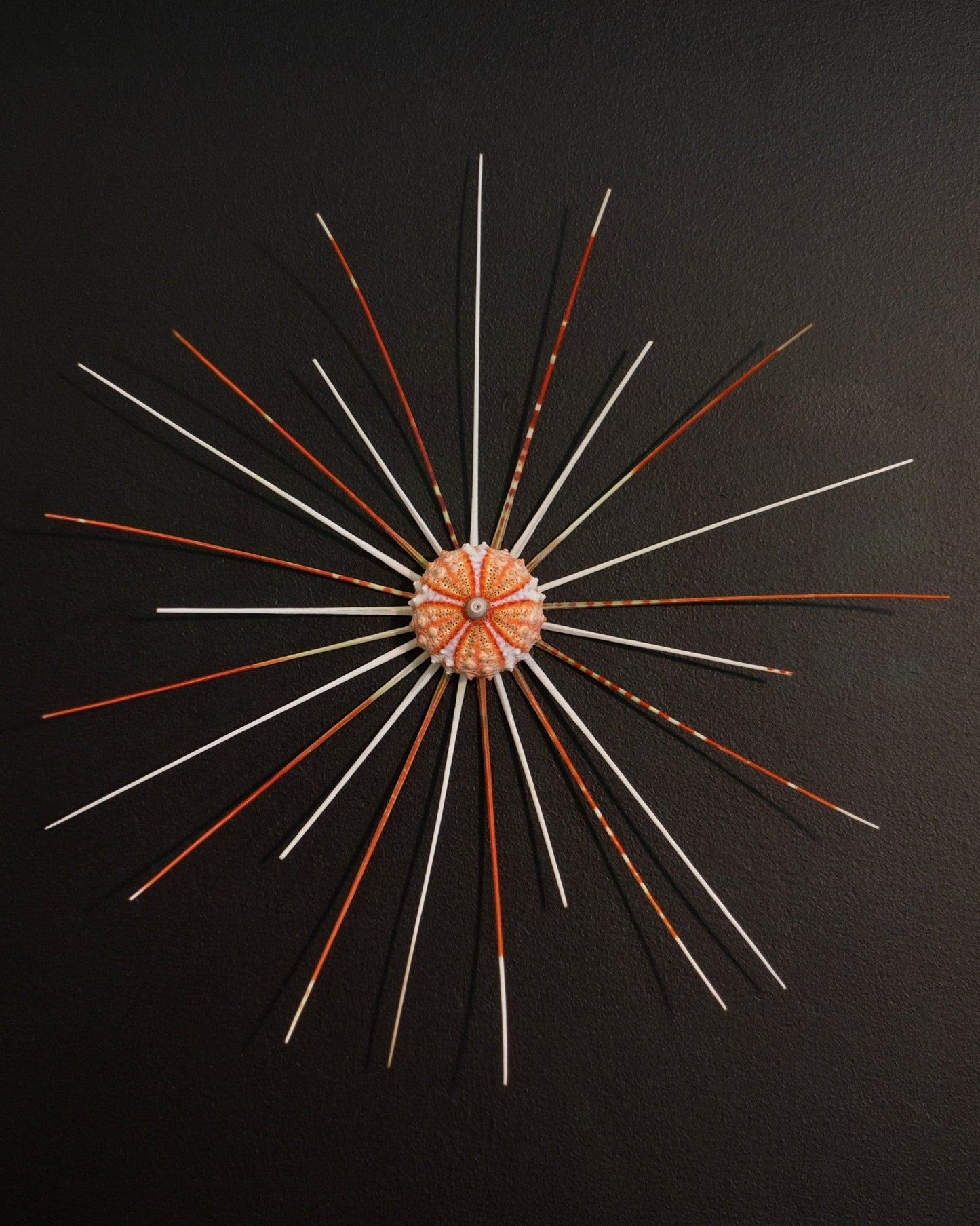 FOCUS | Light / Wall Decoration, 1 of 1 | Shellman | Amsterdam | Natural art from sea and beach