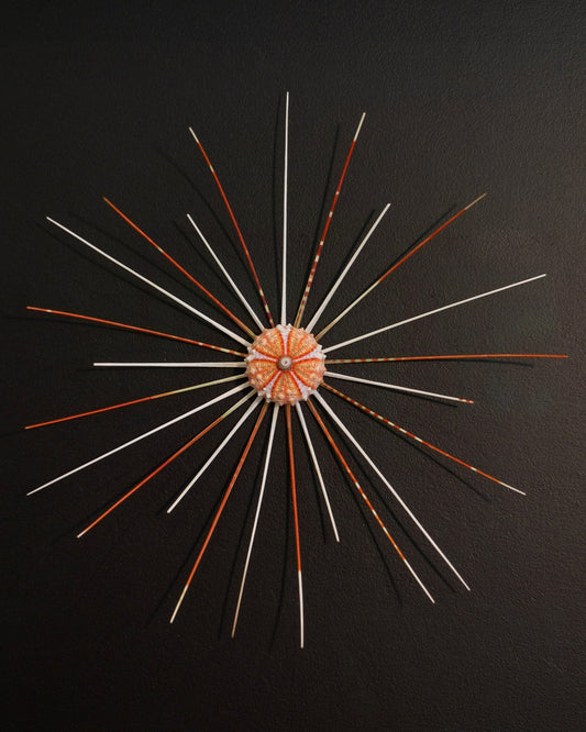 FOCUS | Light / Wall Decoration, 1 of 1 | Shellman | Amsterdam | Natural art from sea and beach