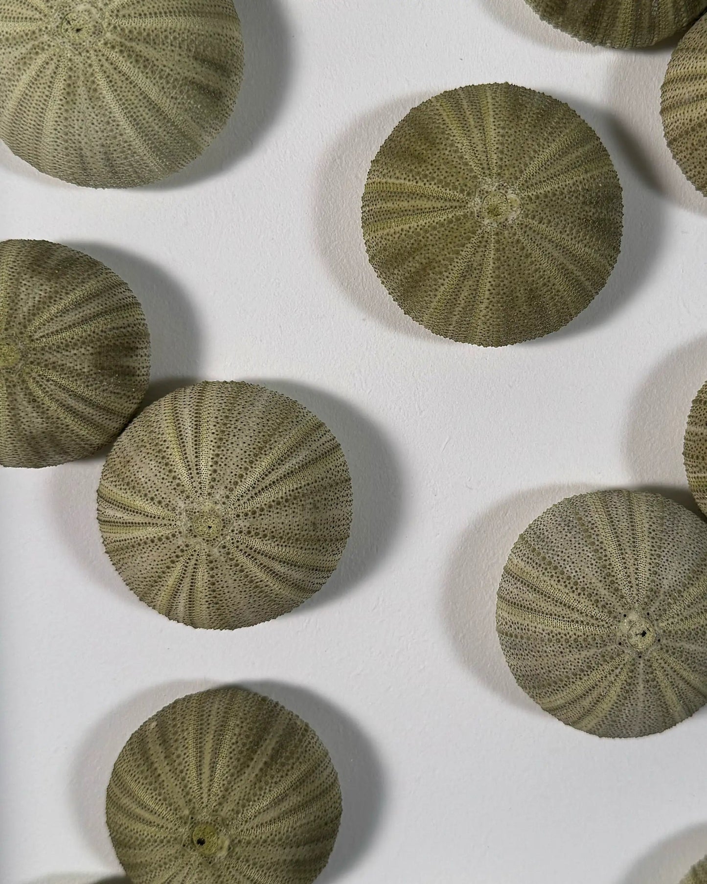 LUMINOUS NO.2 | Light / Wall Decoration, 1 of 1 | Shellman | Amsterdam | Natural art from sea and beach