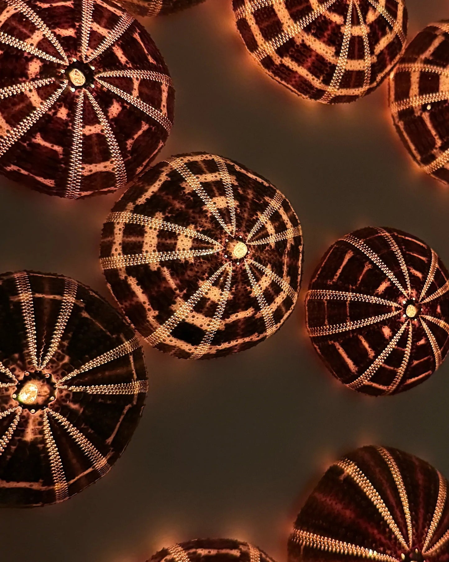 LUMINOUS NO.3 | Light / Wall Decoration, 1 of 1 | Shellman | Amsterdam | Natural art from sea and beach