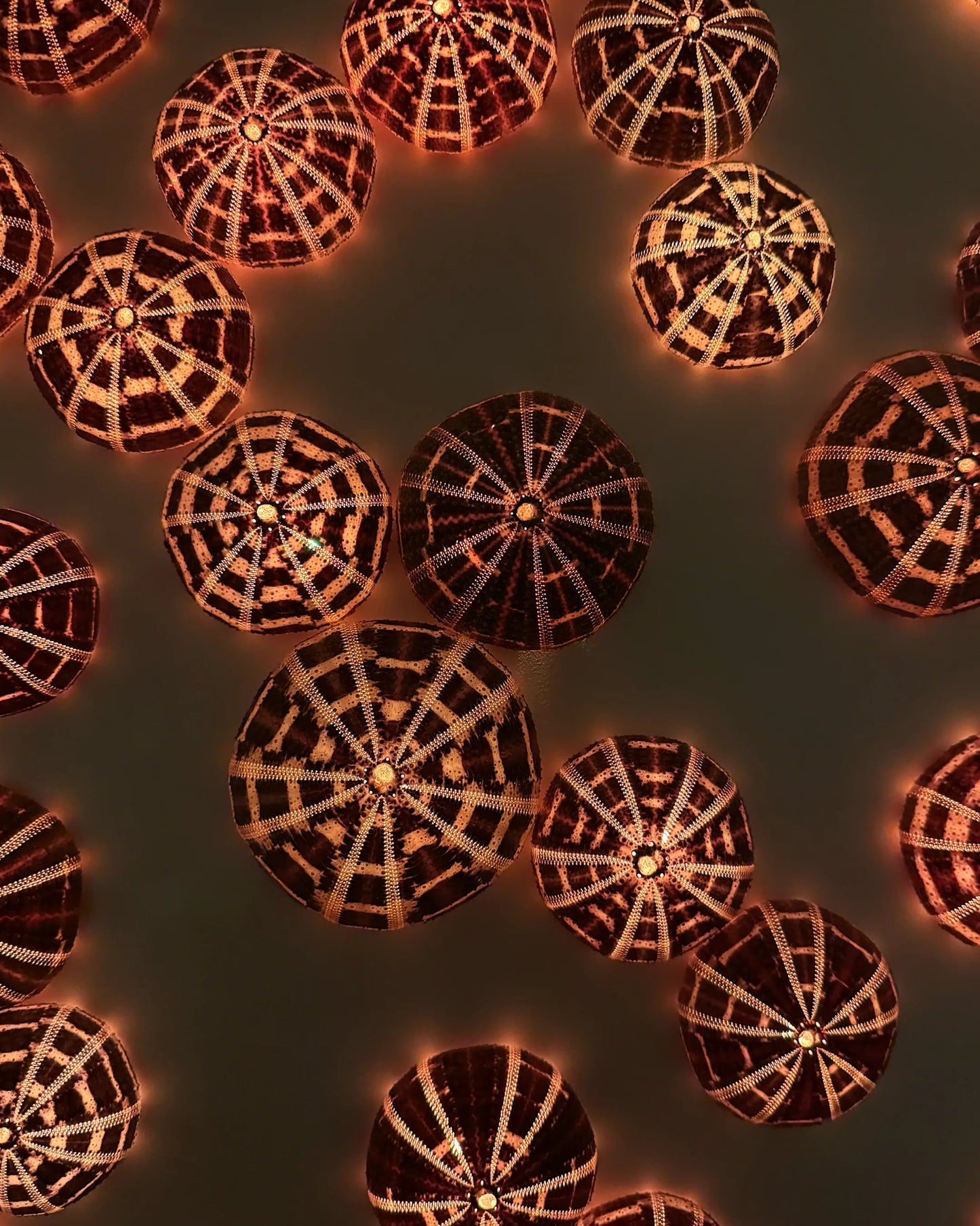 LUMINOUS NO.3 | Light / Wall Decoration, 1 of 1 | Shellman | Amsterdam | Natural art from sea and beach