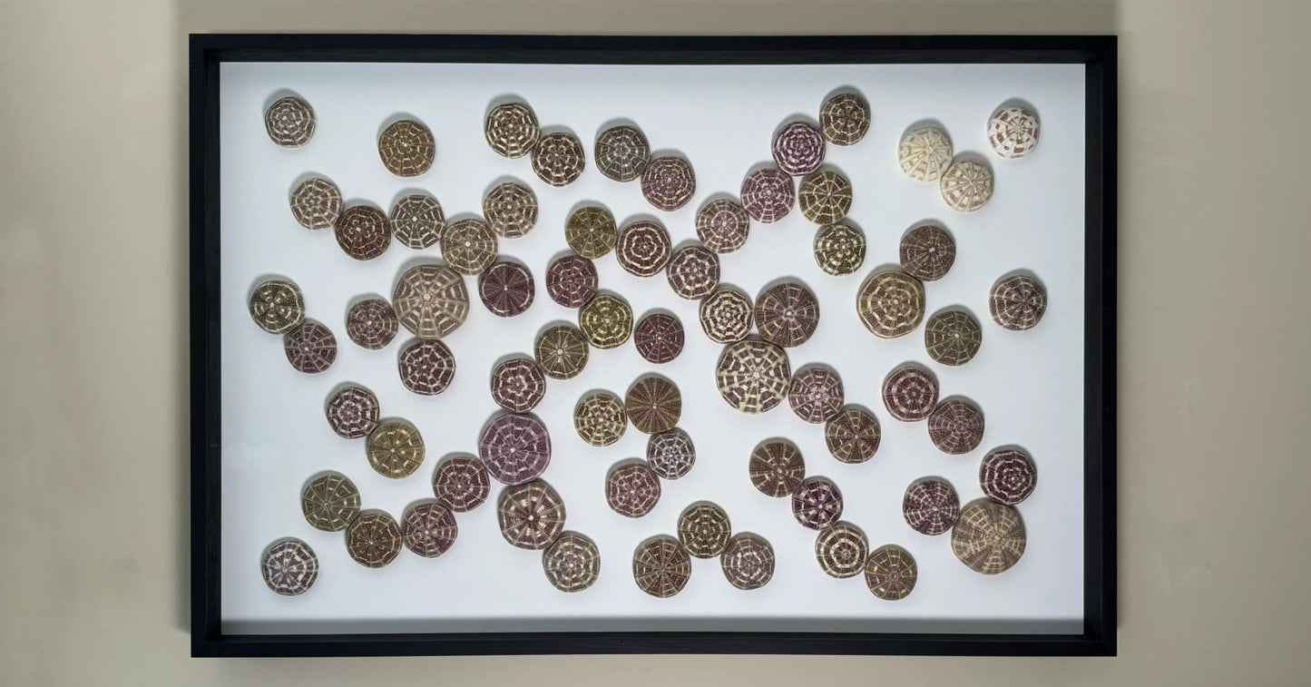 LUMINOUS NO.3 | Light / Wall Decoration, 1 of 1 | Shellman | Amsterdam | Natural art from sea and beach