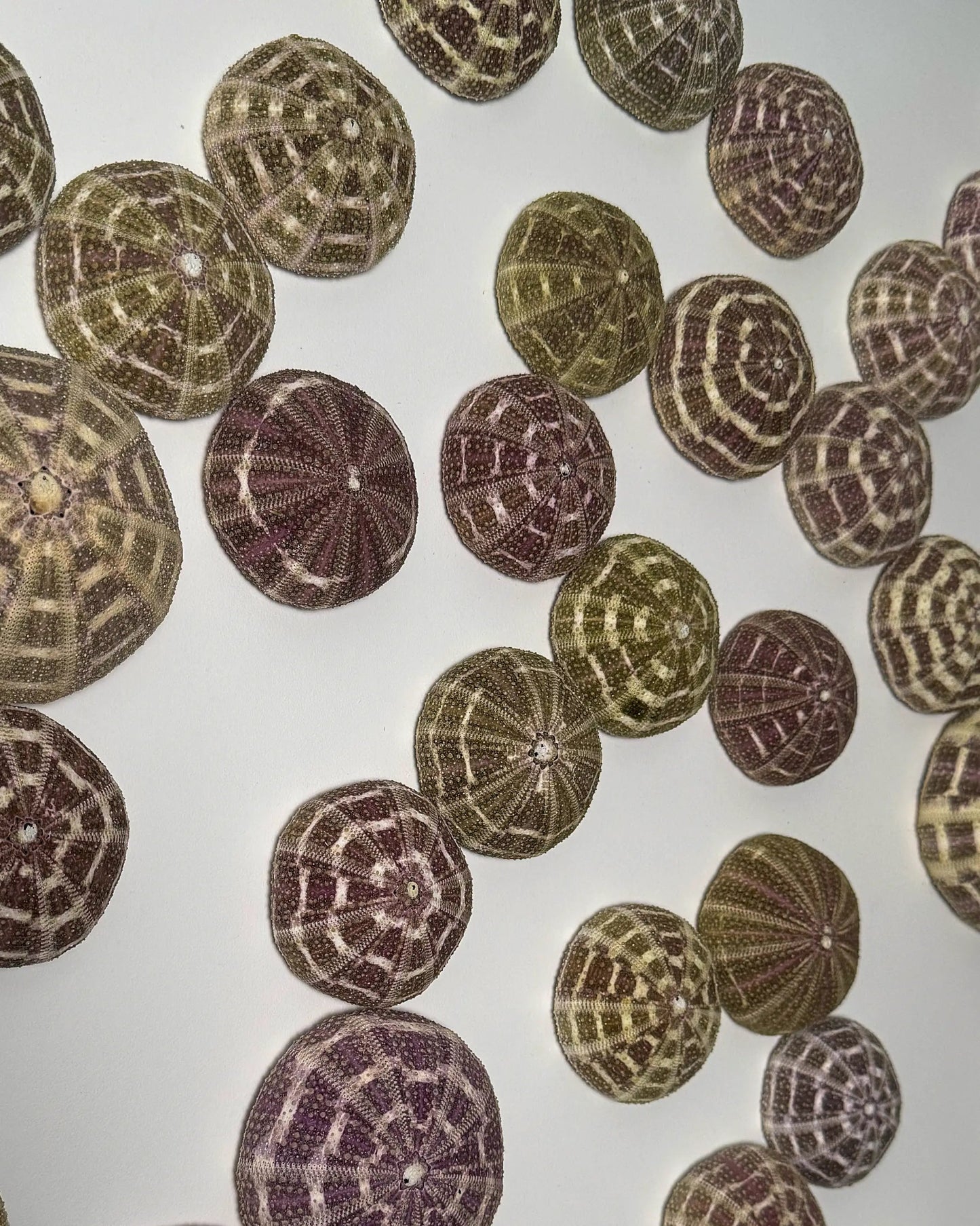 LUMINOUS NO.3 | Light / Wall Decoration, 1 of 1 | Shellman | Amsterdam | Natural art from sea and beach