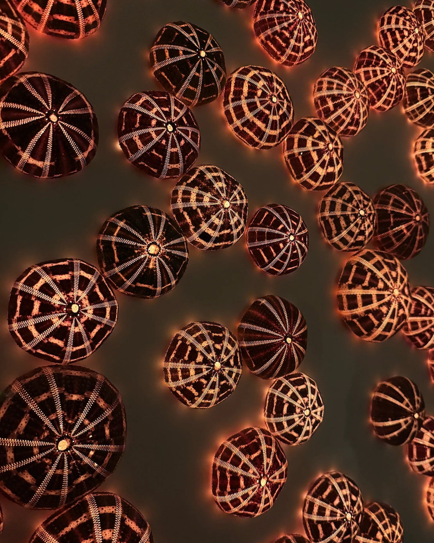 LUMINOUS NO.3 | Light / Wall Decoration, 1 of 1 | Shellman | Amsterdam | Natural art from sea and beach