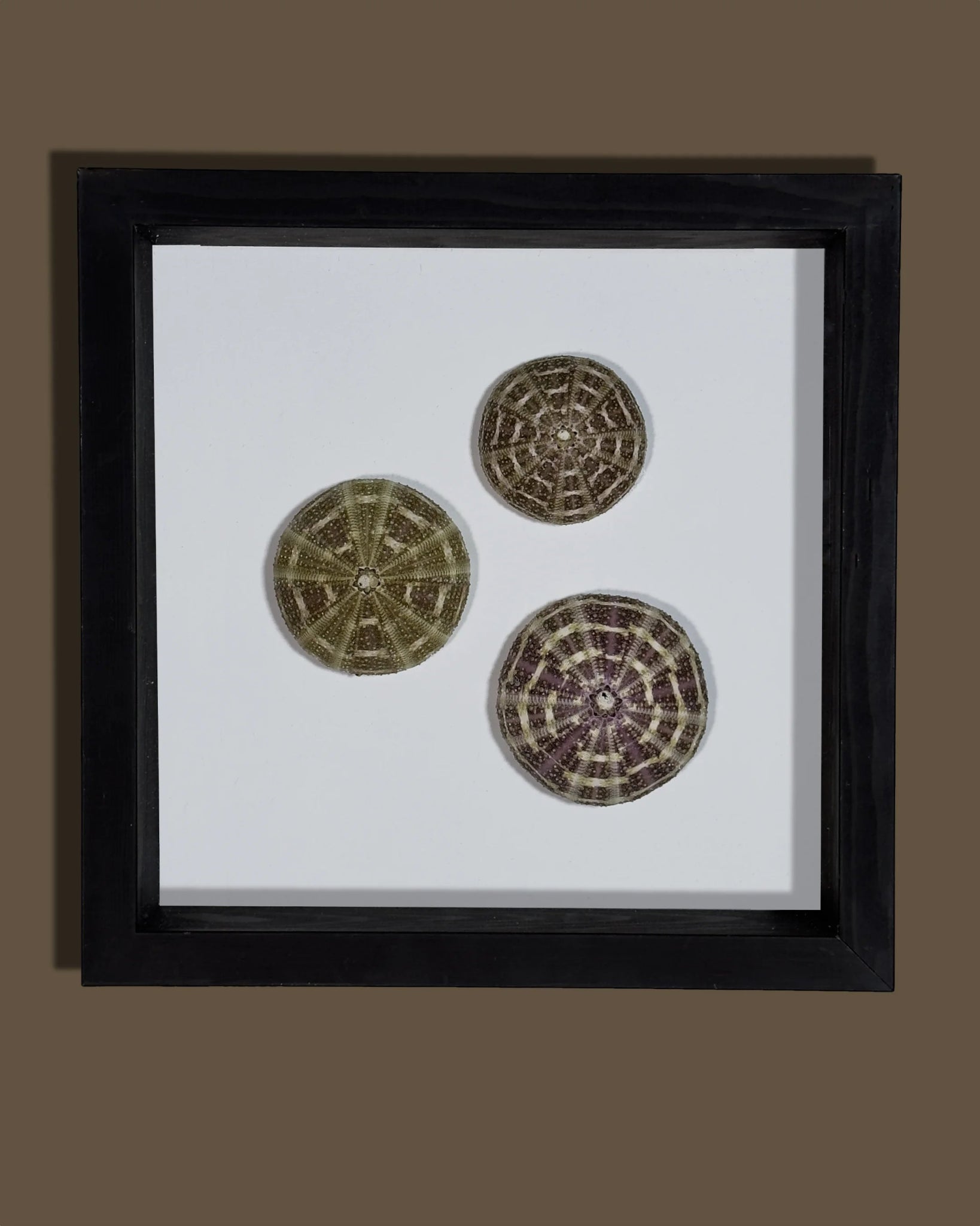 LUMINOUS No.4 | Light / Wall Decoration, 1 of 1 | Shellman | Amsterdam | Natural art from sea and beach