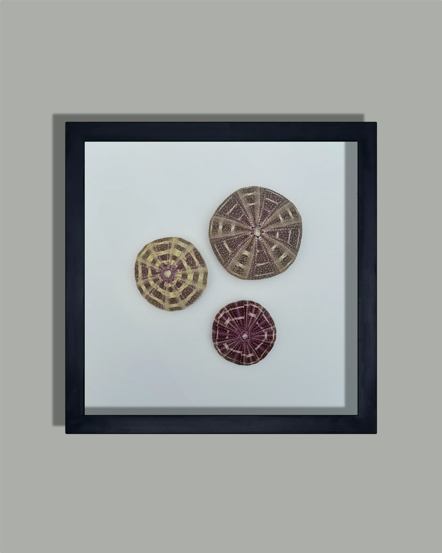 LUMINOUS No.6 | Light / Wall Decoration, 1 of 1 | Shellman | Amsterdam | Natural art from sea and beach