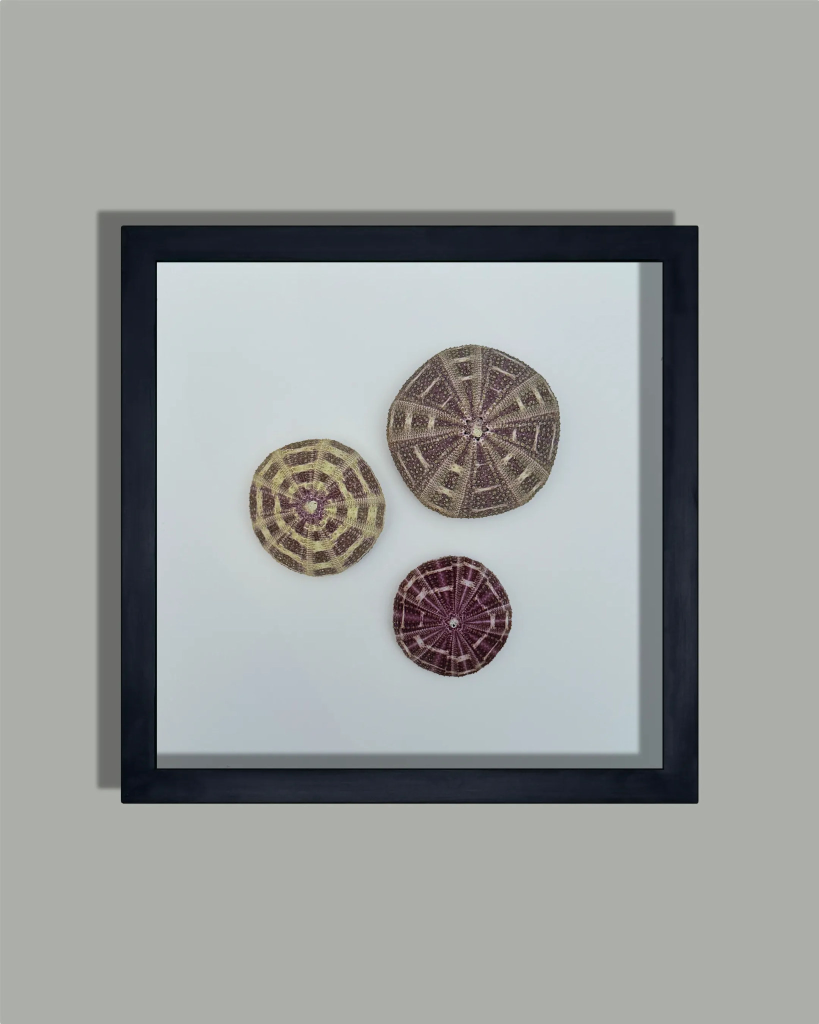 LUMINOUS No.6 | Light / Wall Decoration, 1 of 1 | Shellman | Amsterdam | Natural art from sea and beach