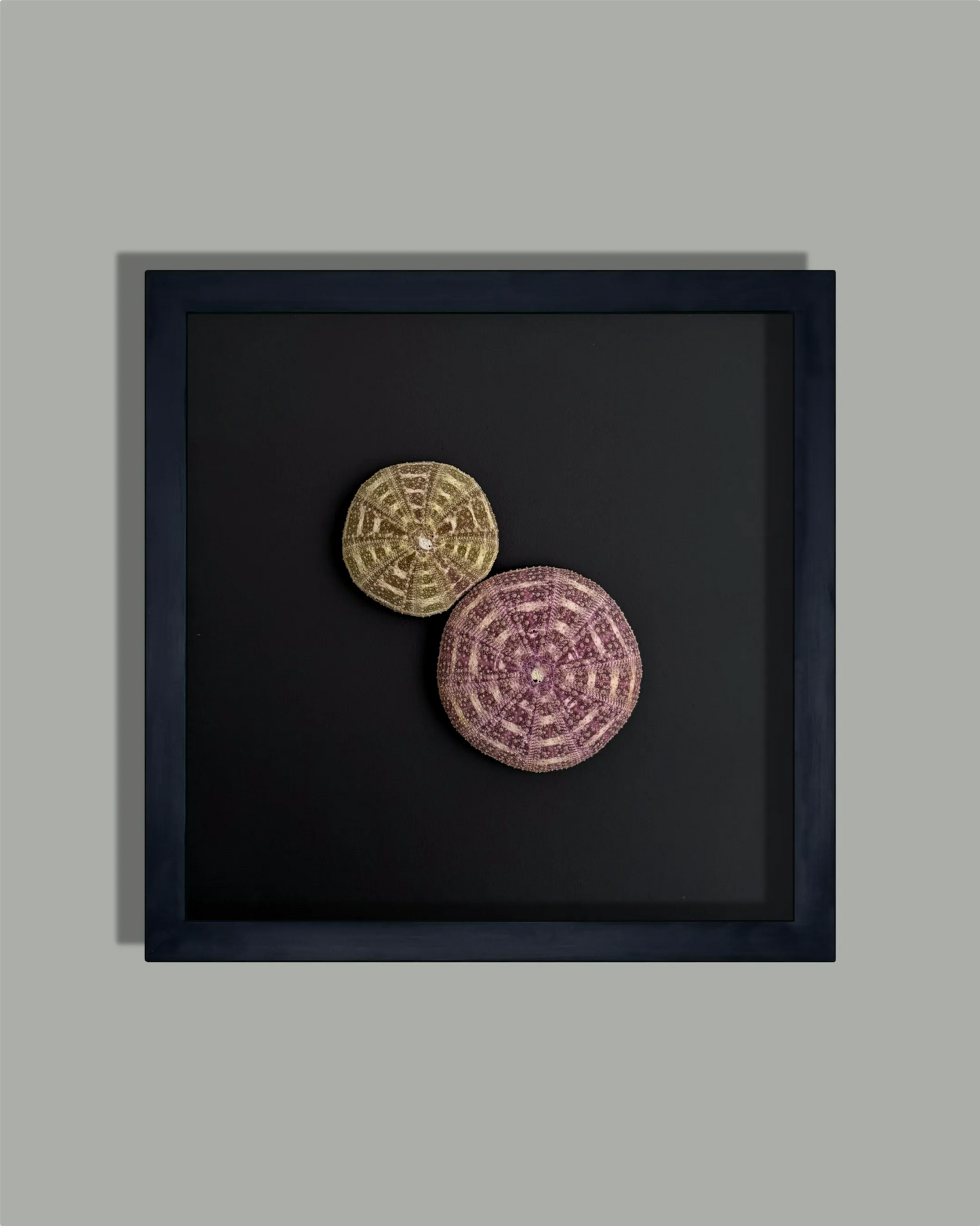 LUMINOUS No.9 | Light / Wall Decoration, 1 of 1 | Shellman | Amsterdam | Natural art from sea and beach