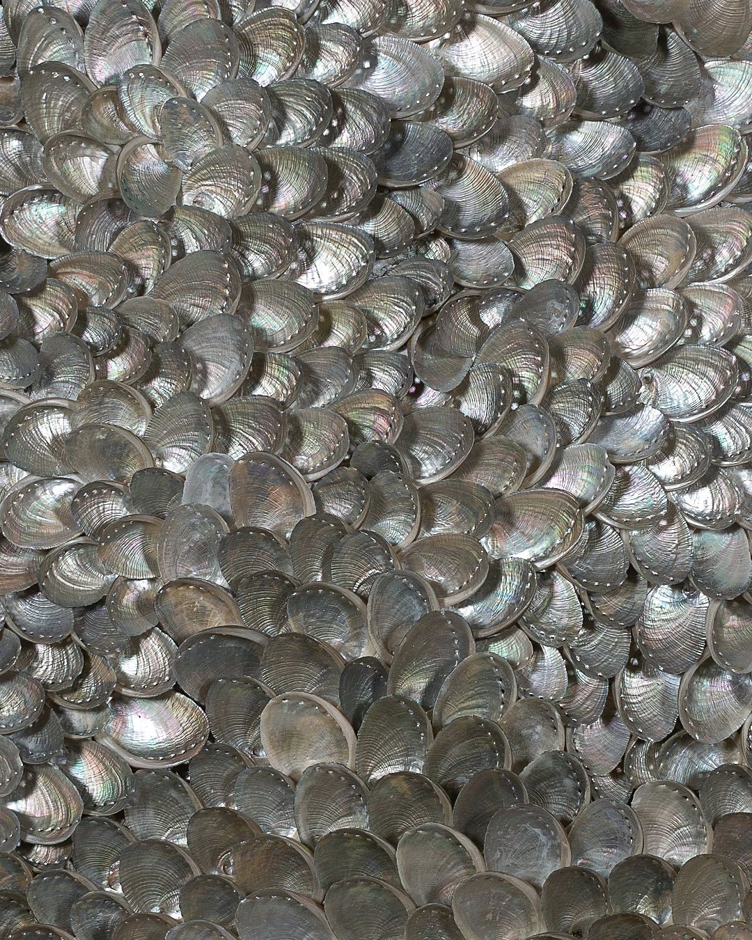 MAPLE FLOW | Light / Wall Decoration, 1 of 1 | Shellman | Amsterdam | Natural art from sea and beach