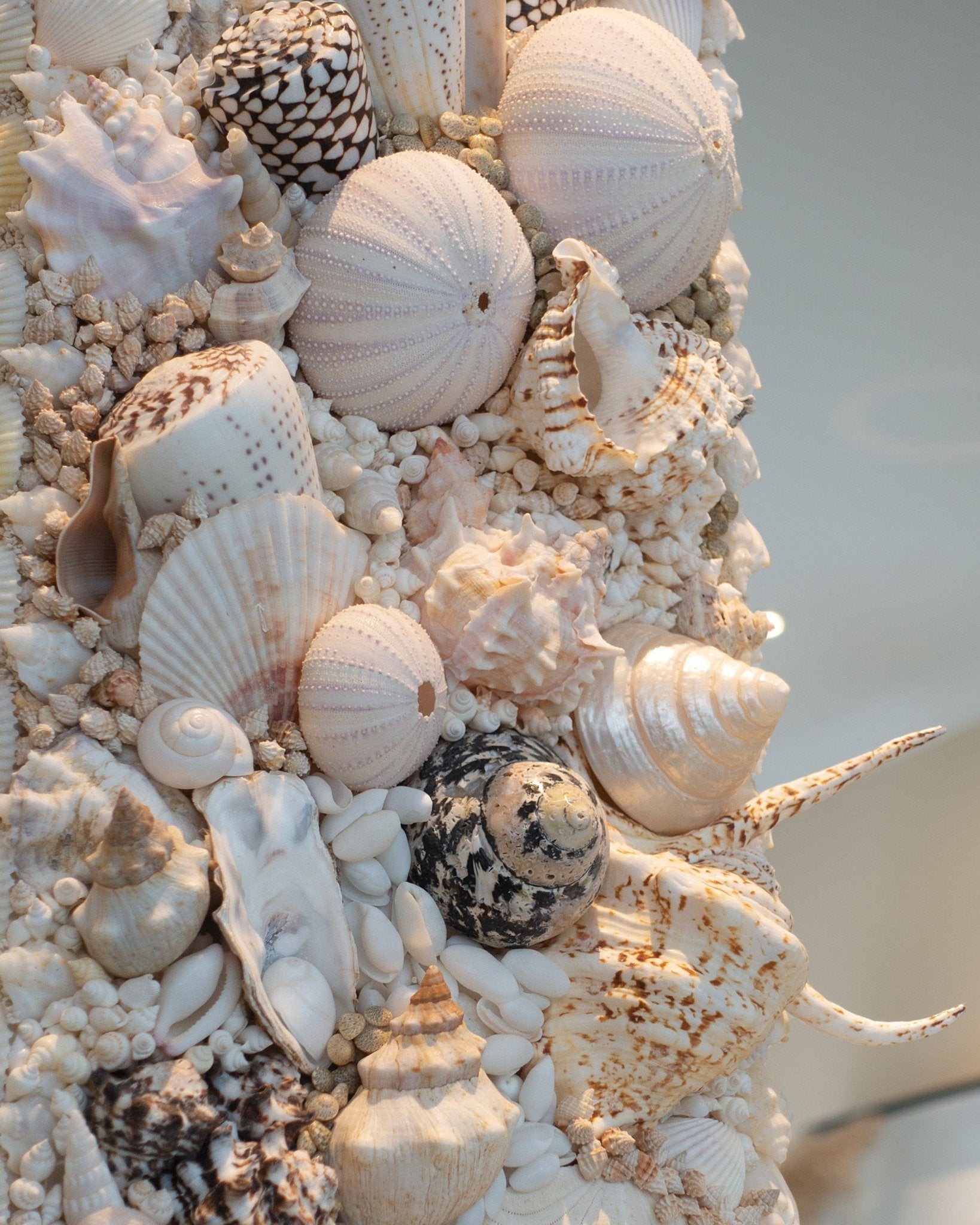 MUREX | Shell mirror, 1 of 1 | Shellman | Amsterdam | Natural art from sea and beach