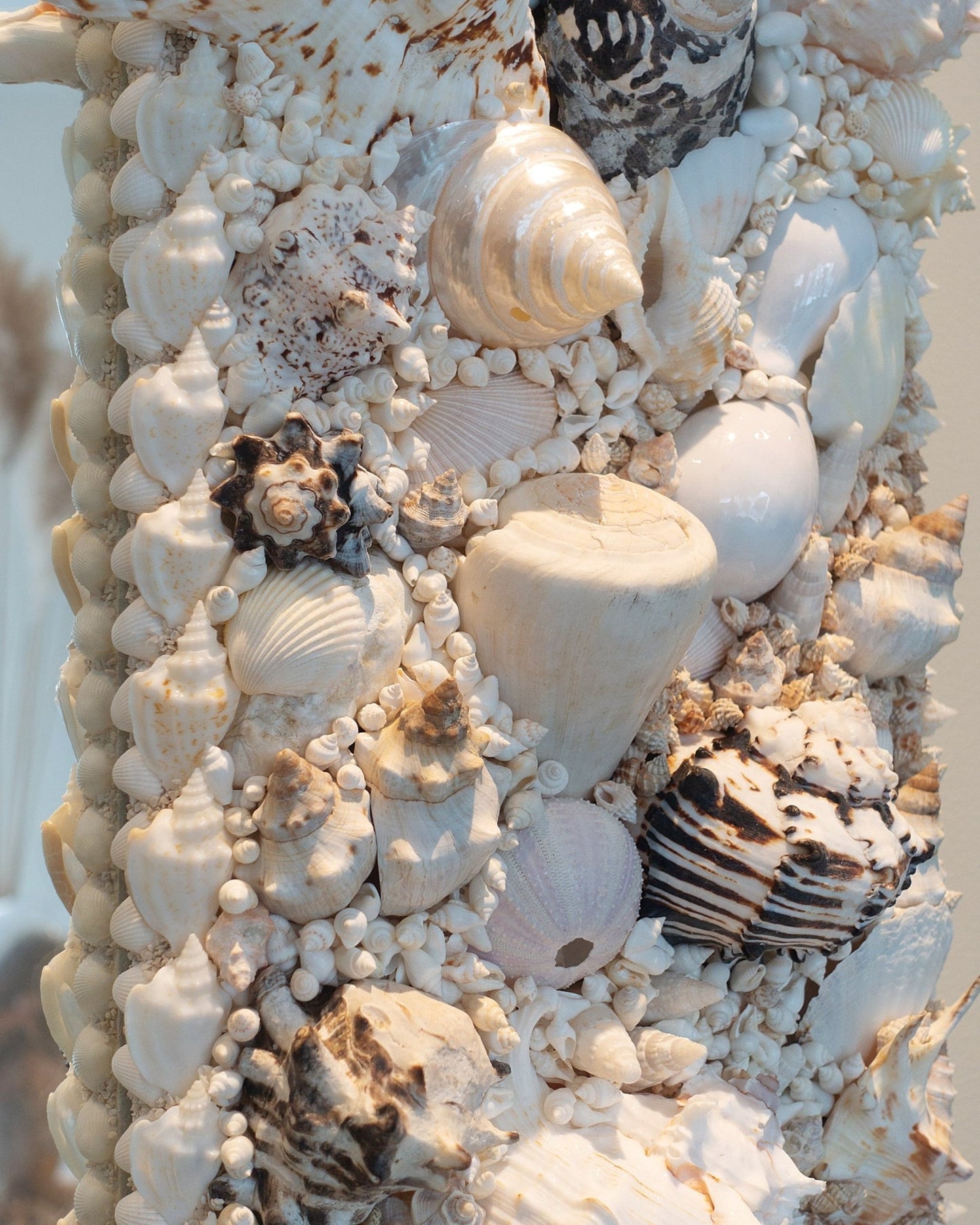 MUREX | Shell mirror, 1 of 1 | Shellman | Amsterdam | Natural art from sea and beach