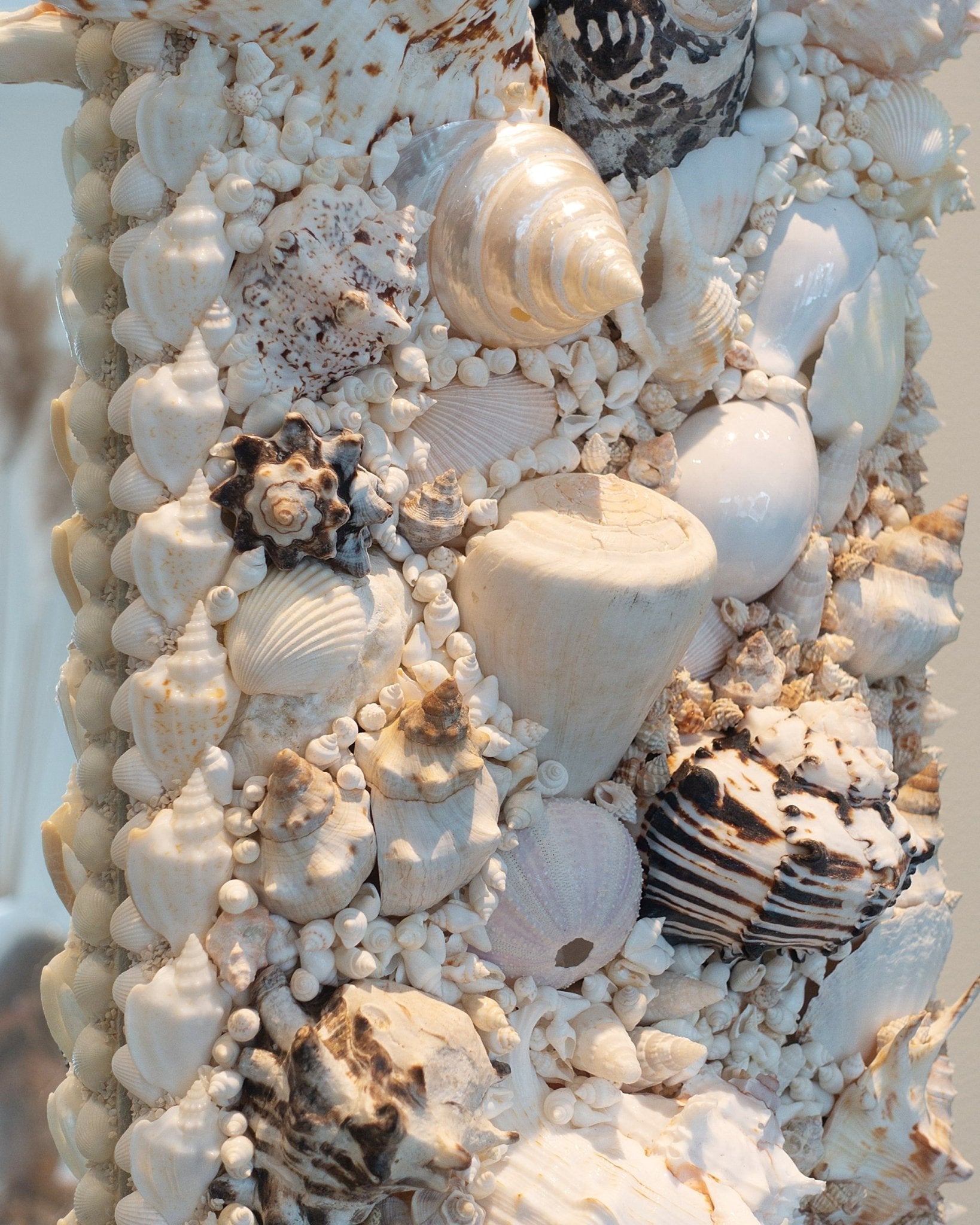 MUREX | Shell mirror, 1 of 1 | Shellman | Amsterdam | Natural art from sea and beach