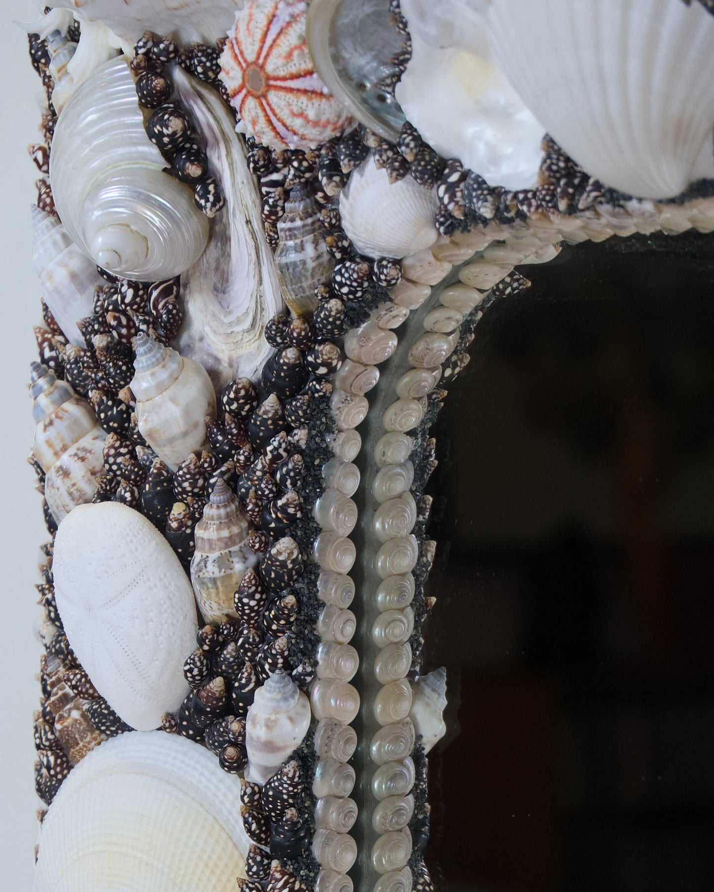 POLARIZED | Shell mirror, 1 of 1 | Shellman | Amsterdam | Natural art from sea and beach