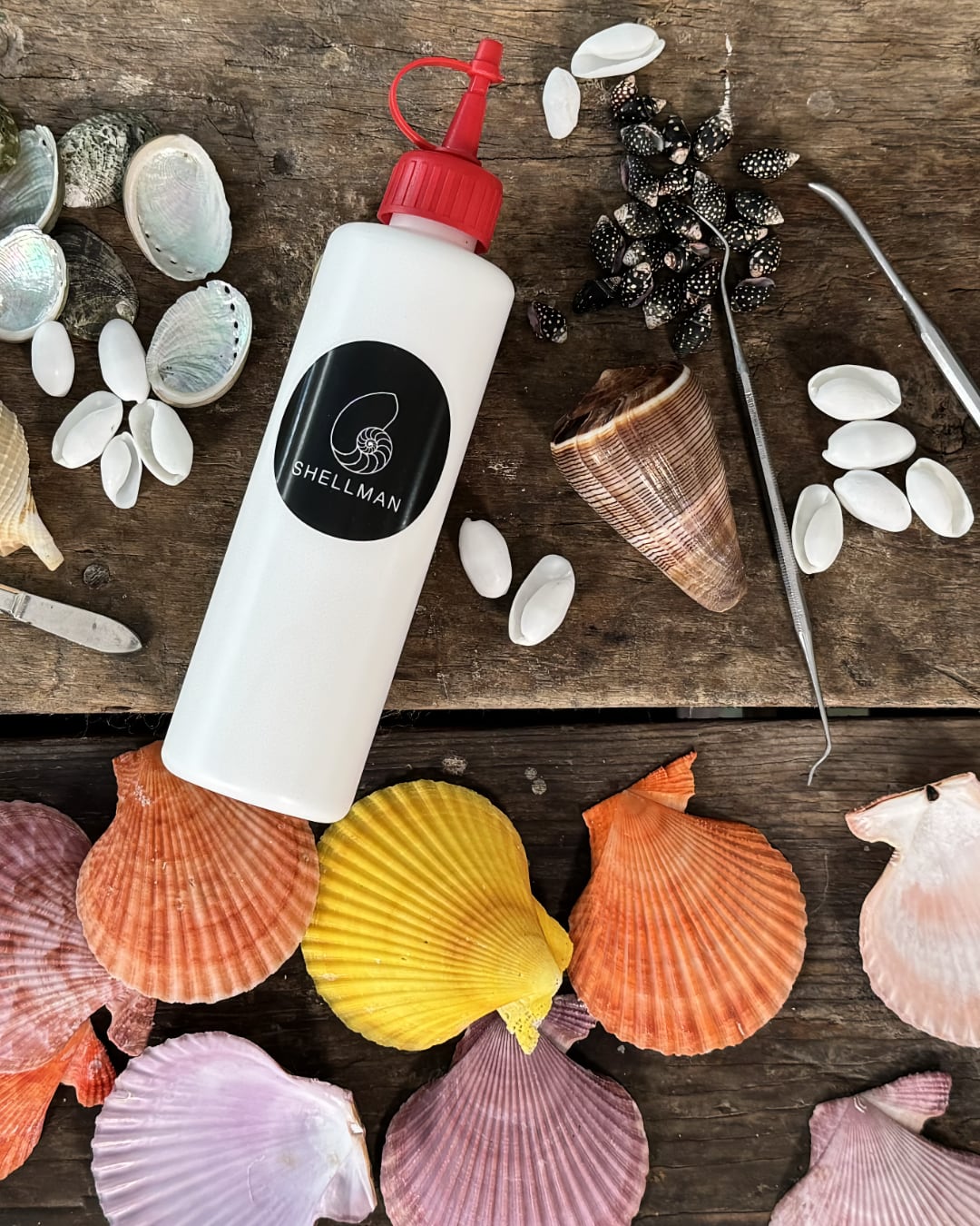 Sea shell glue