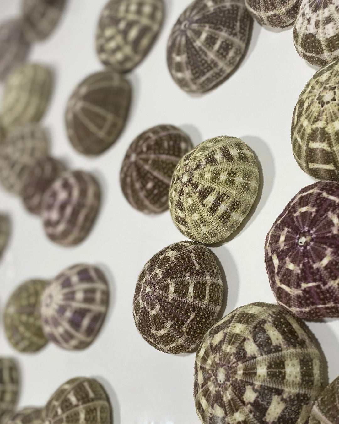 Alfonso Dots No. 1